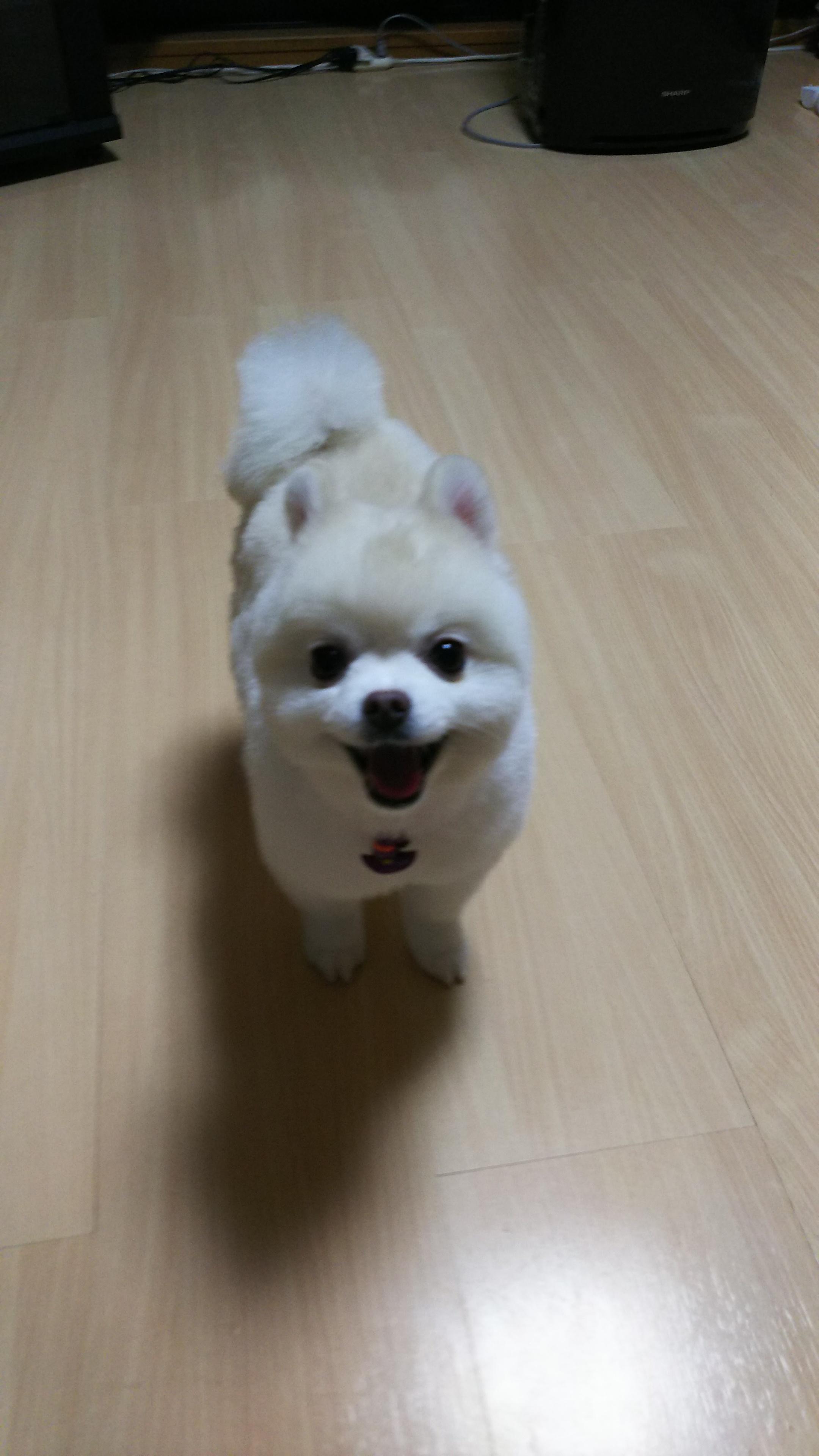 わんにゃんサイトの犬の写真