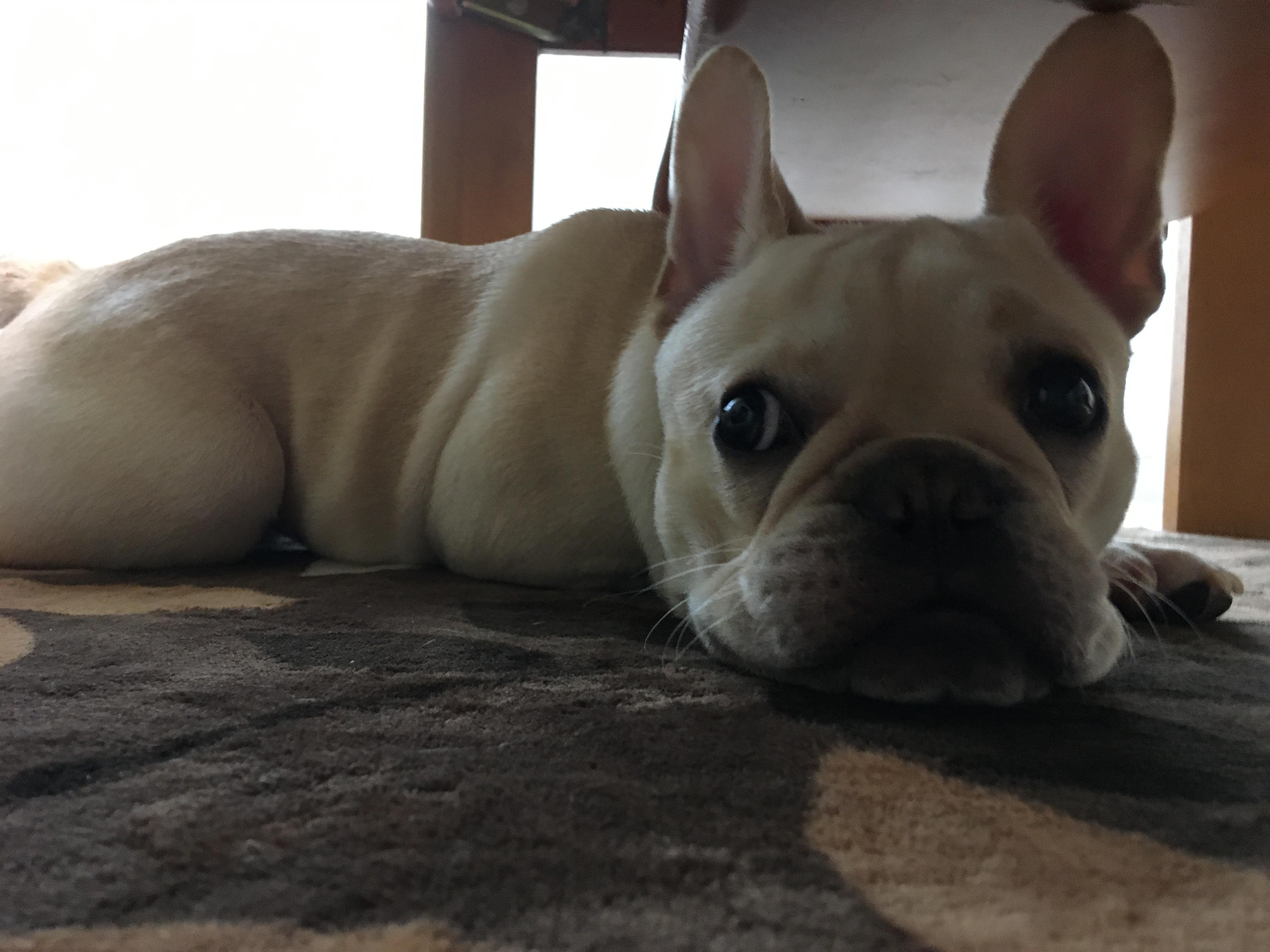 わんにゃんサイトの犬の写真