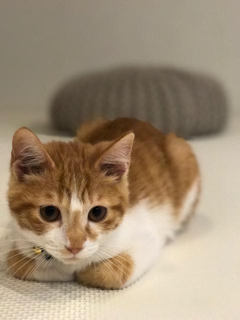 わんにゃんサイトの猫の写真