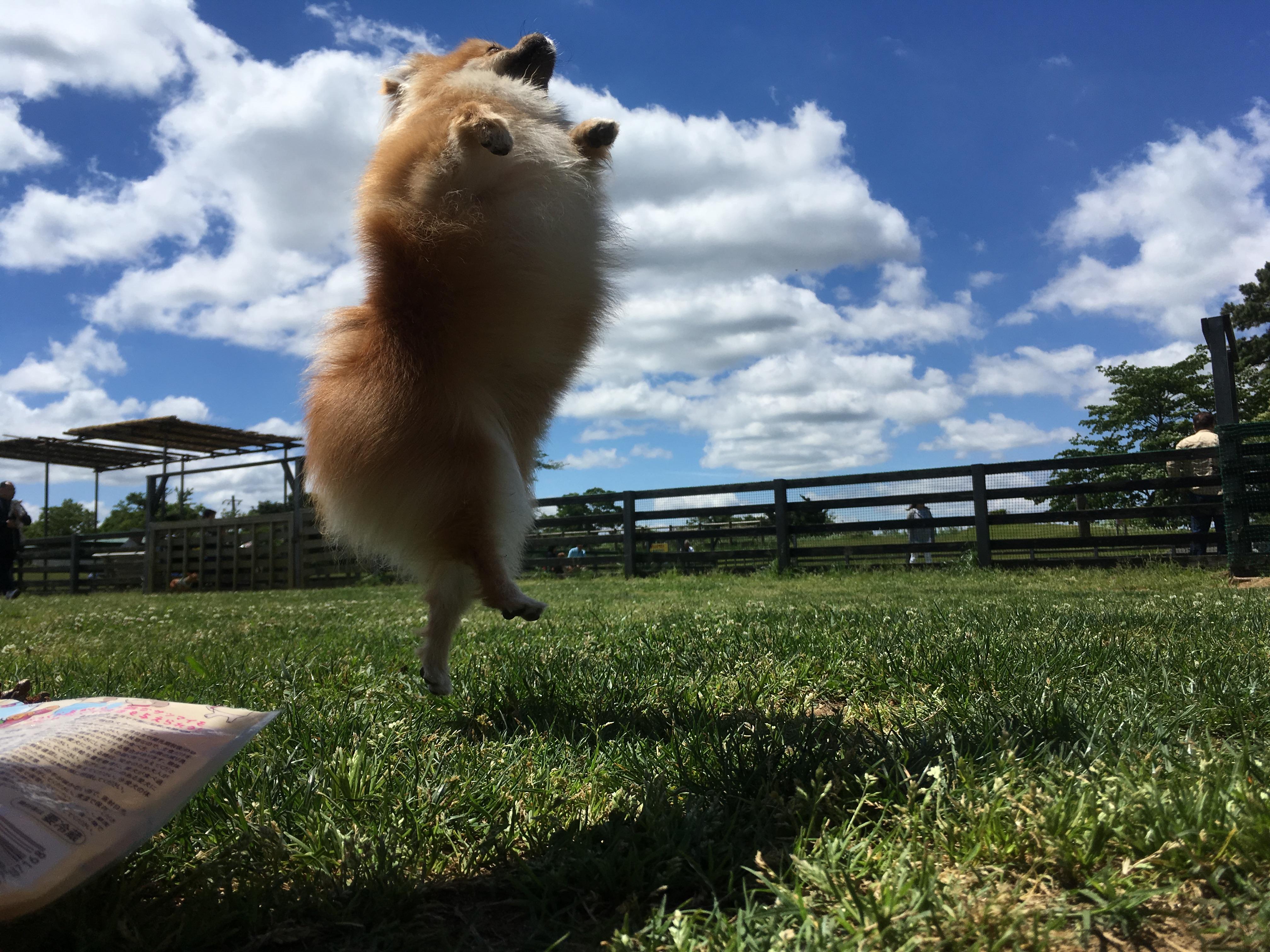 わんにゃんサイトの犬の写真