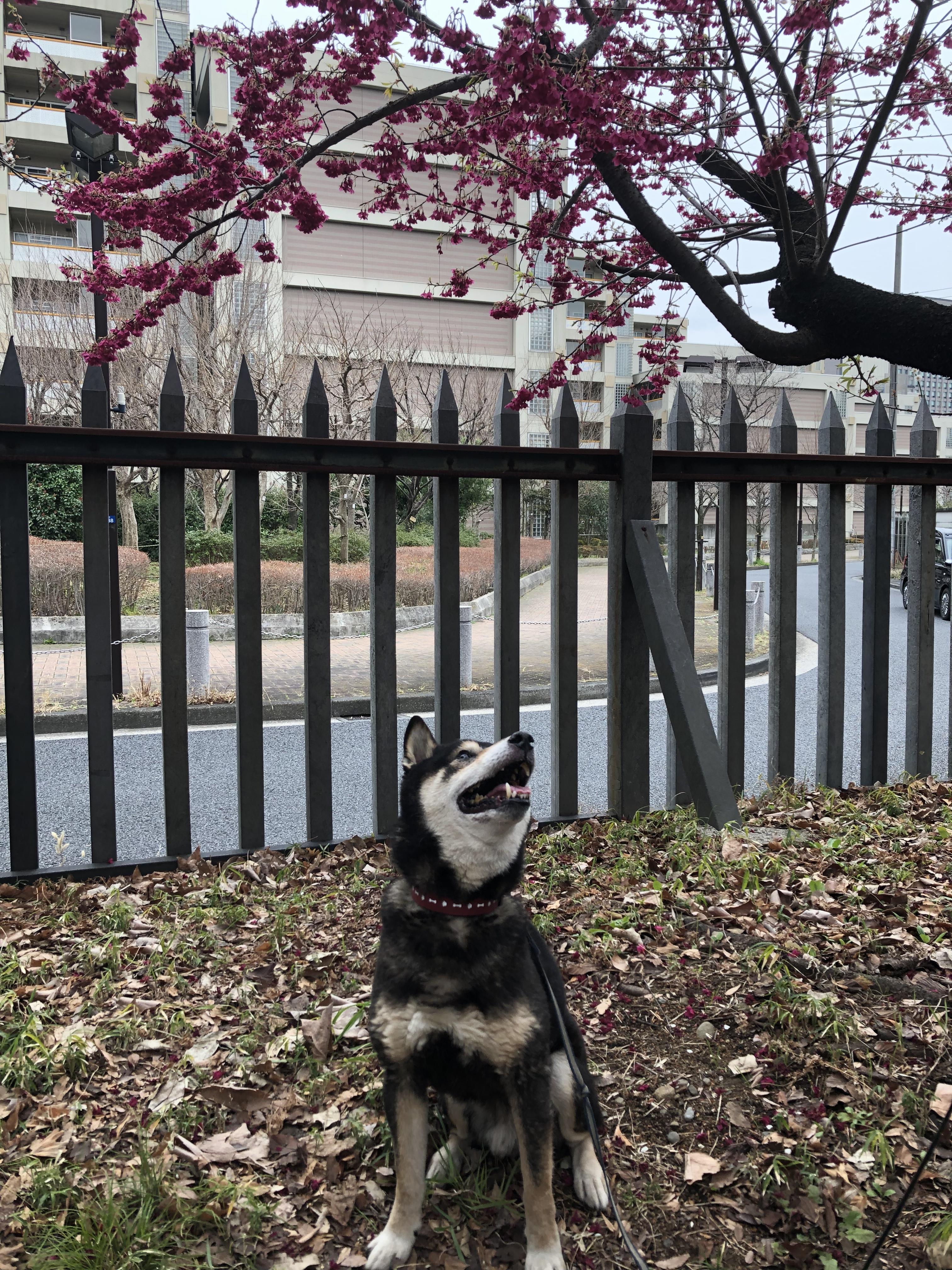 わんにゃんサイトの犬の写真