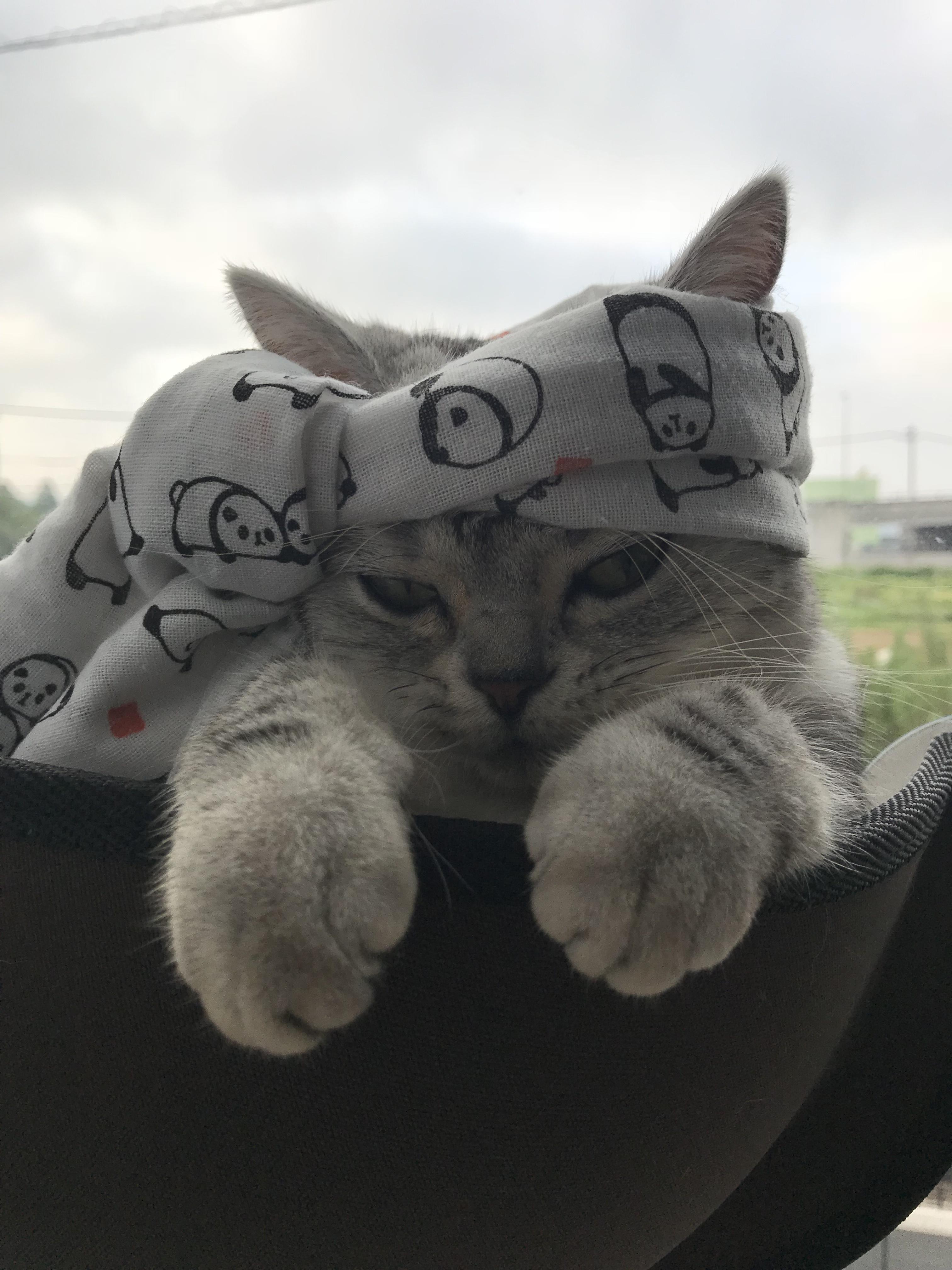 わんにゃんサイトの猫の写真