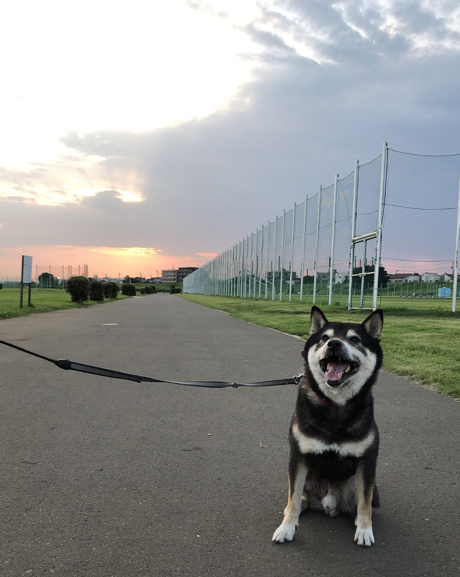 わんにゃんサイトの犬の写真