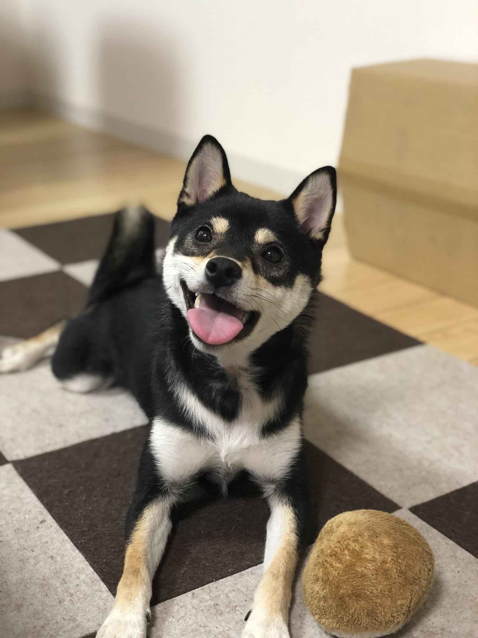 わんにゃんサイトの犬の写真