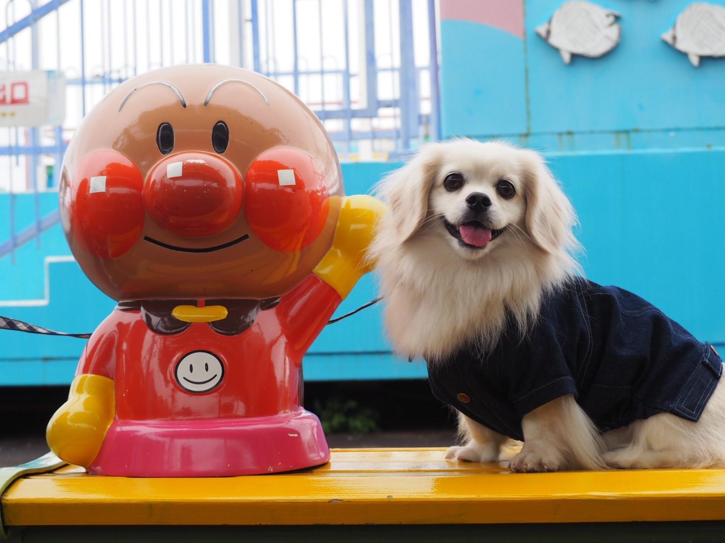 わんにゃんサイトの犬の写真