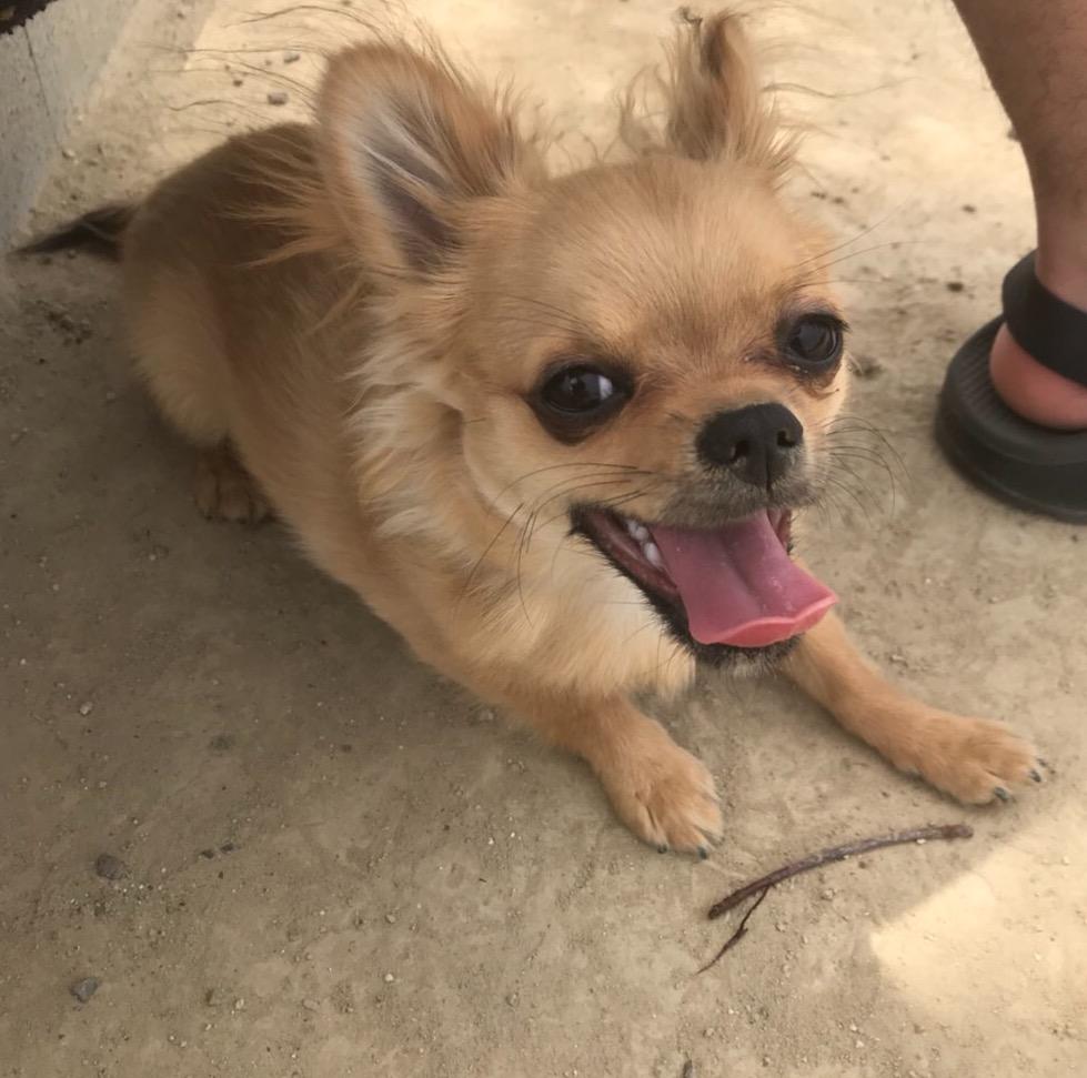 わんにゃんサイトの犬の写真