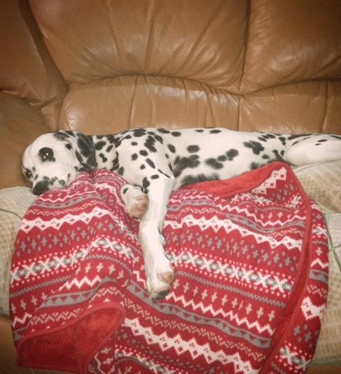 わんにゃんサイトの犬の写真