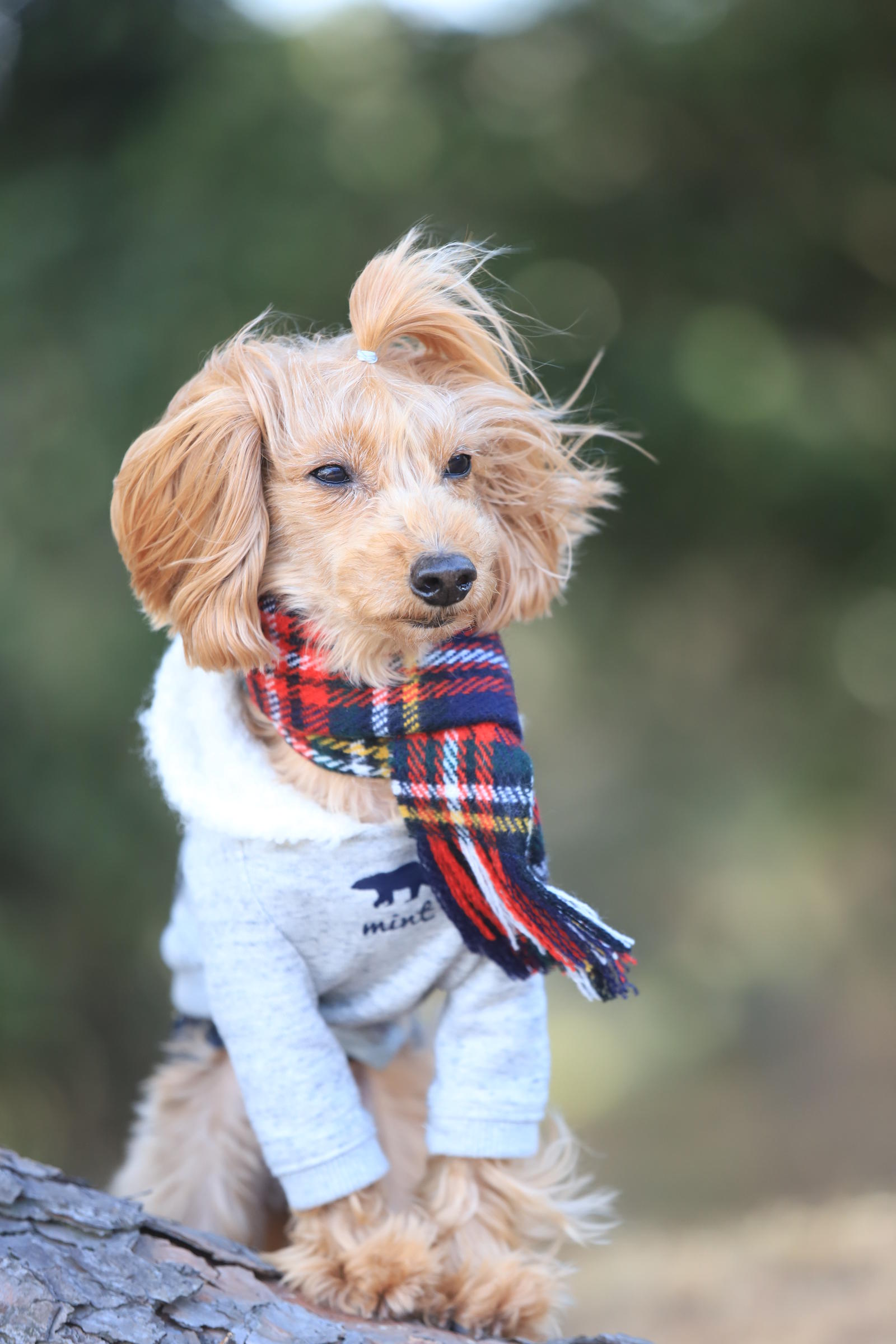 わんにゃんサイトの犬の写真