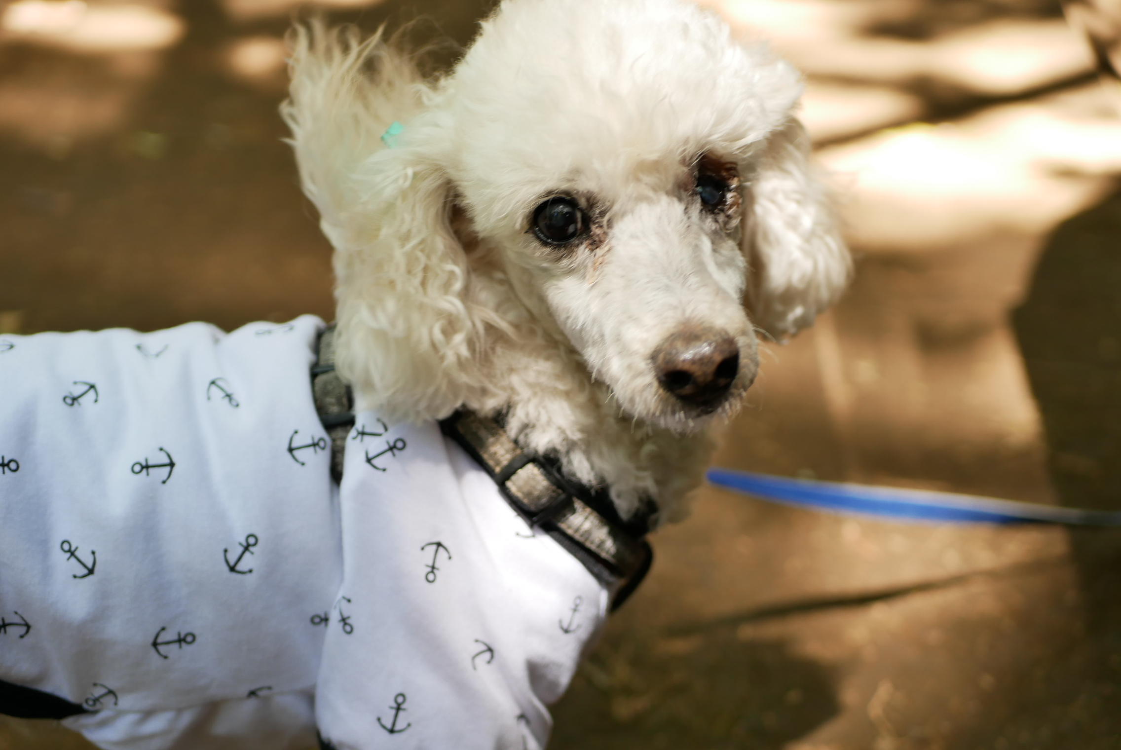 わんにゃんサイトの犬の写真