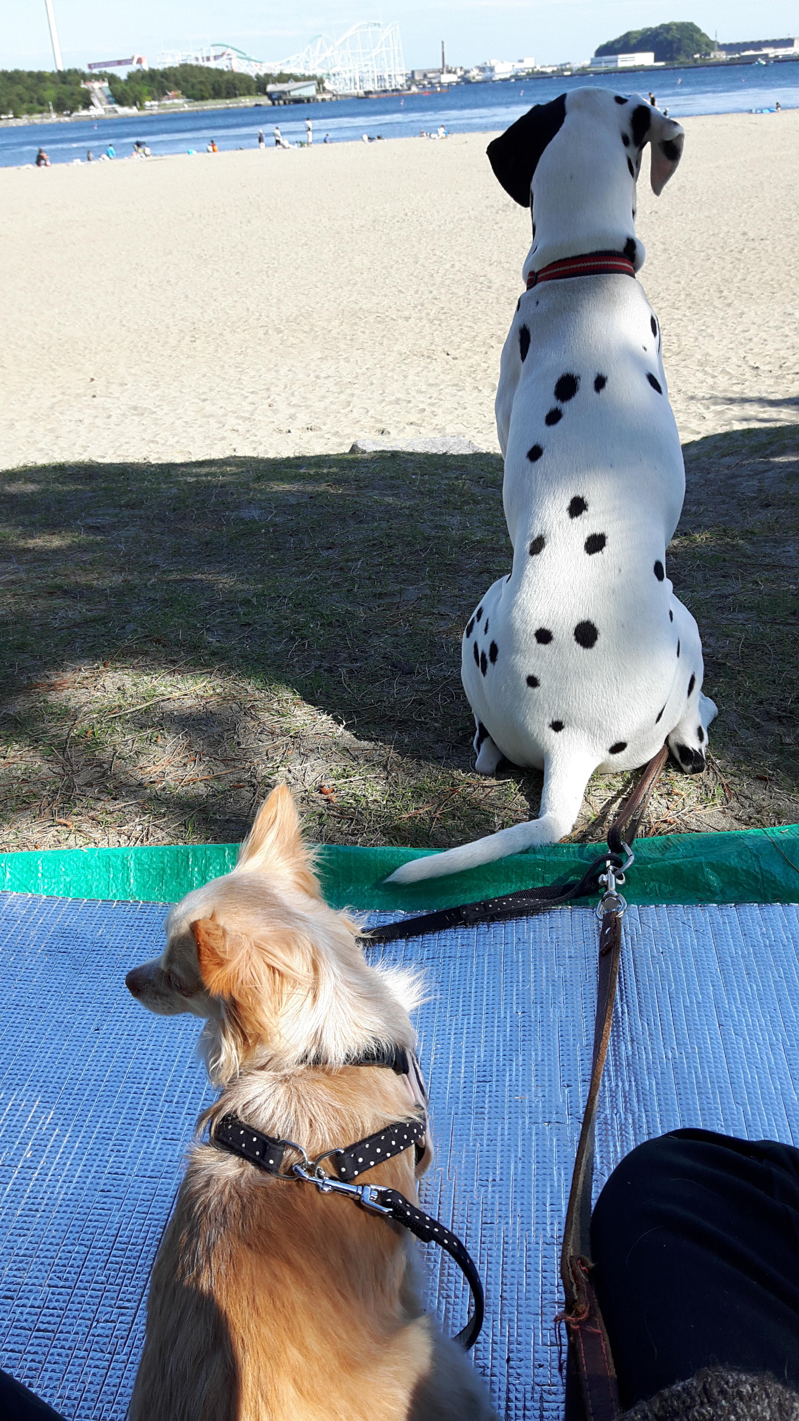 わんにゃんサイトの犬の写真