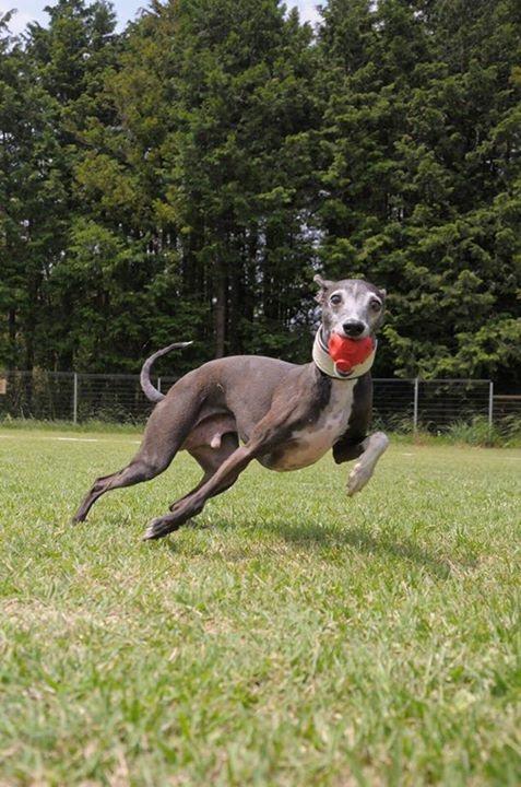 わんにゃんサイトの犬の写真