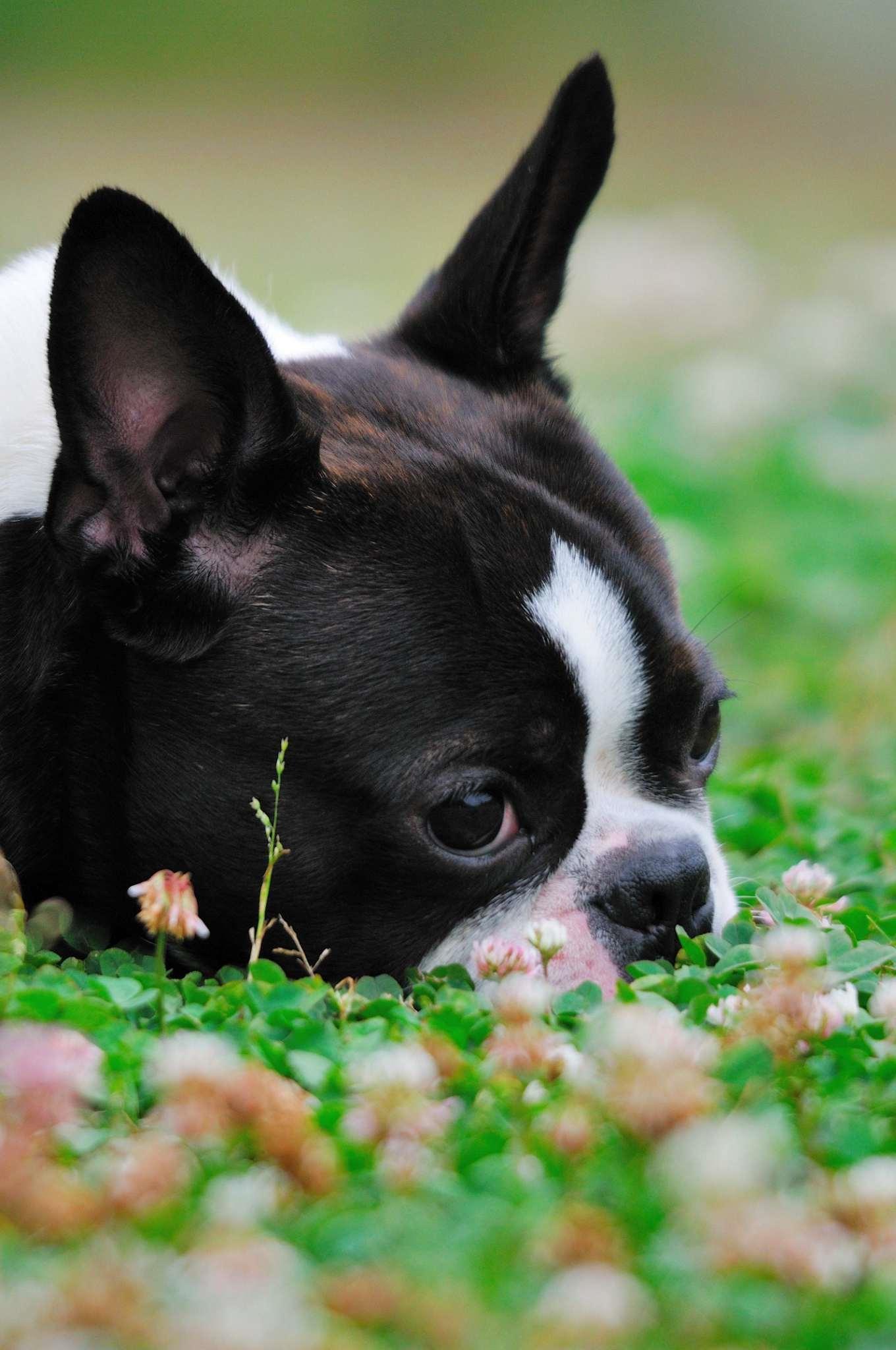 わんにゃんサイトの犬の写真