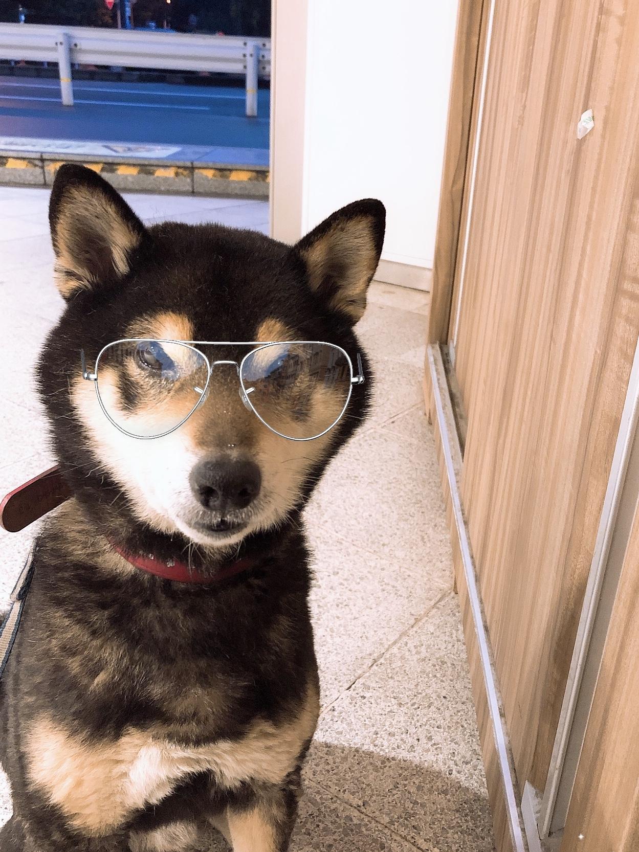 わんにゃんサイトの犬の写真