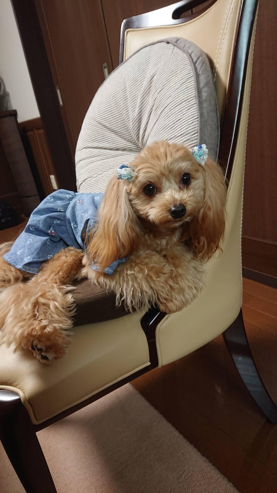 わんにゃんサイトの犬の写真