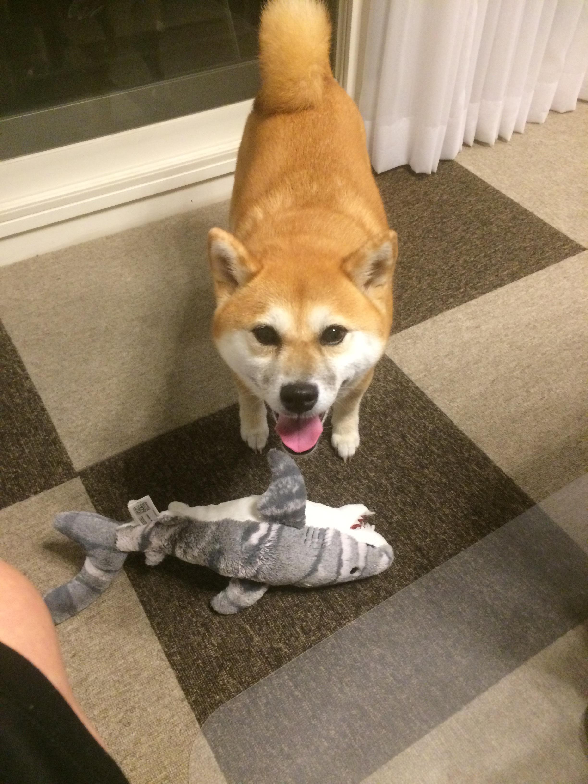 わんにゃんサイトの犬の写真