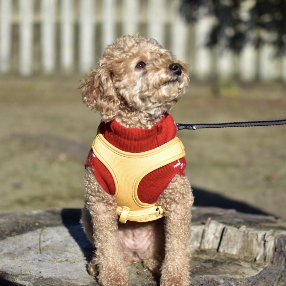 わんにゃんサイトの犬の写真