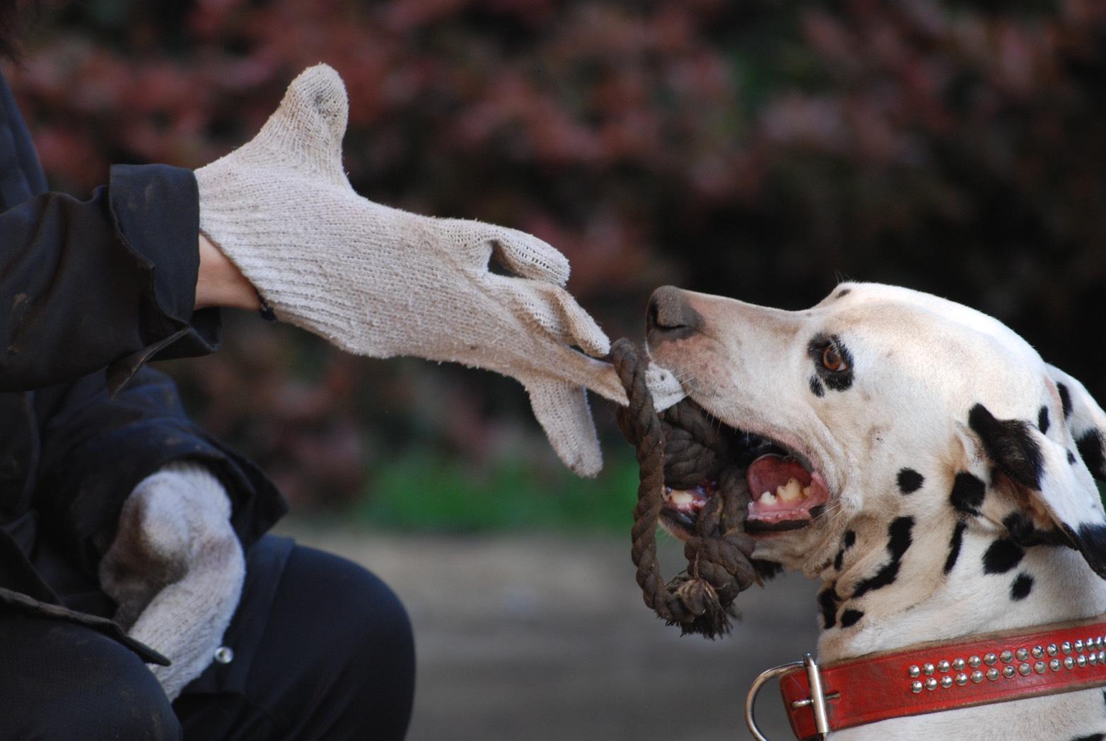 わんにゃんサイトの犬の写真