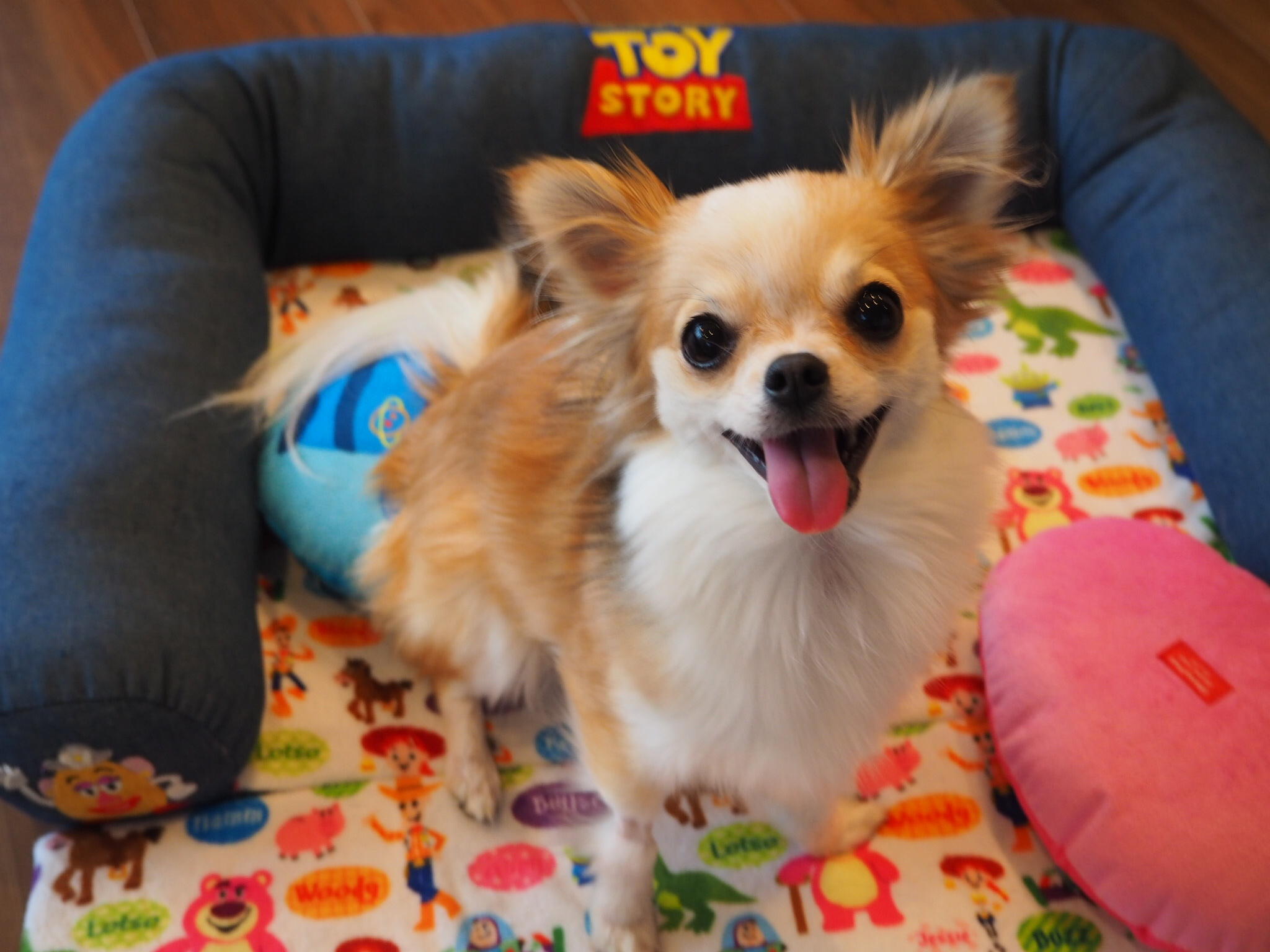 わんにゃんサイトの犬の写真