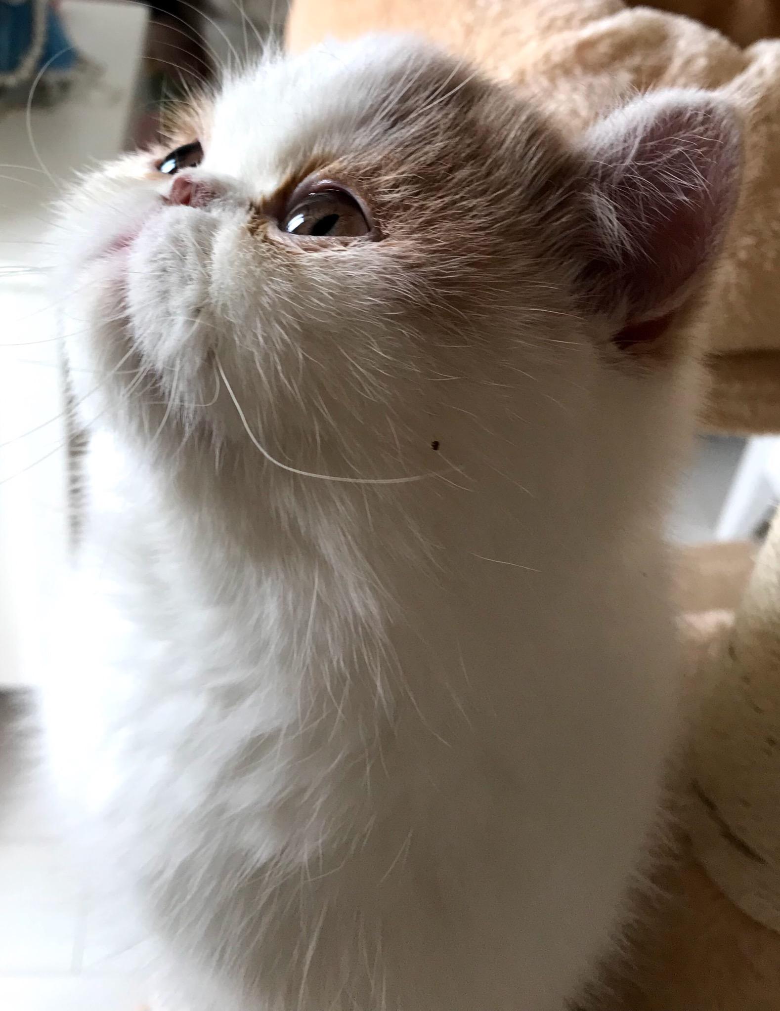 わんにゃんサイトの猫の写真