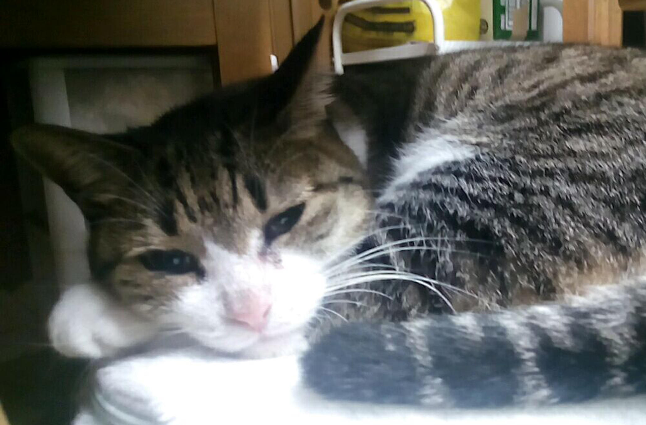 わんにゃんサイトの猫の写真