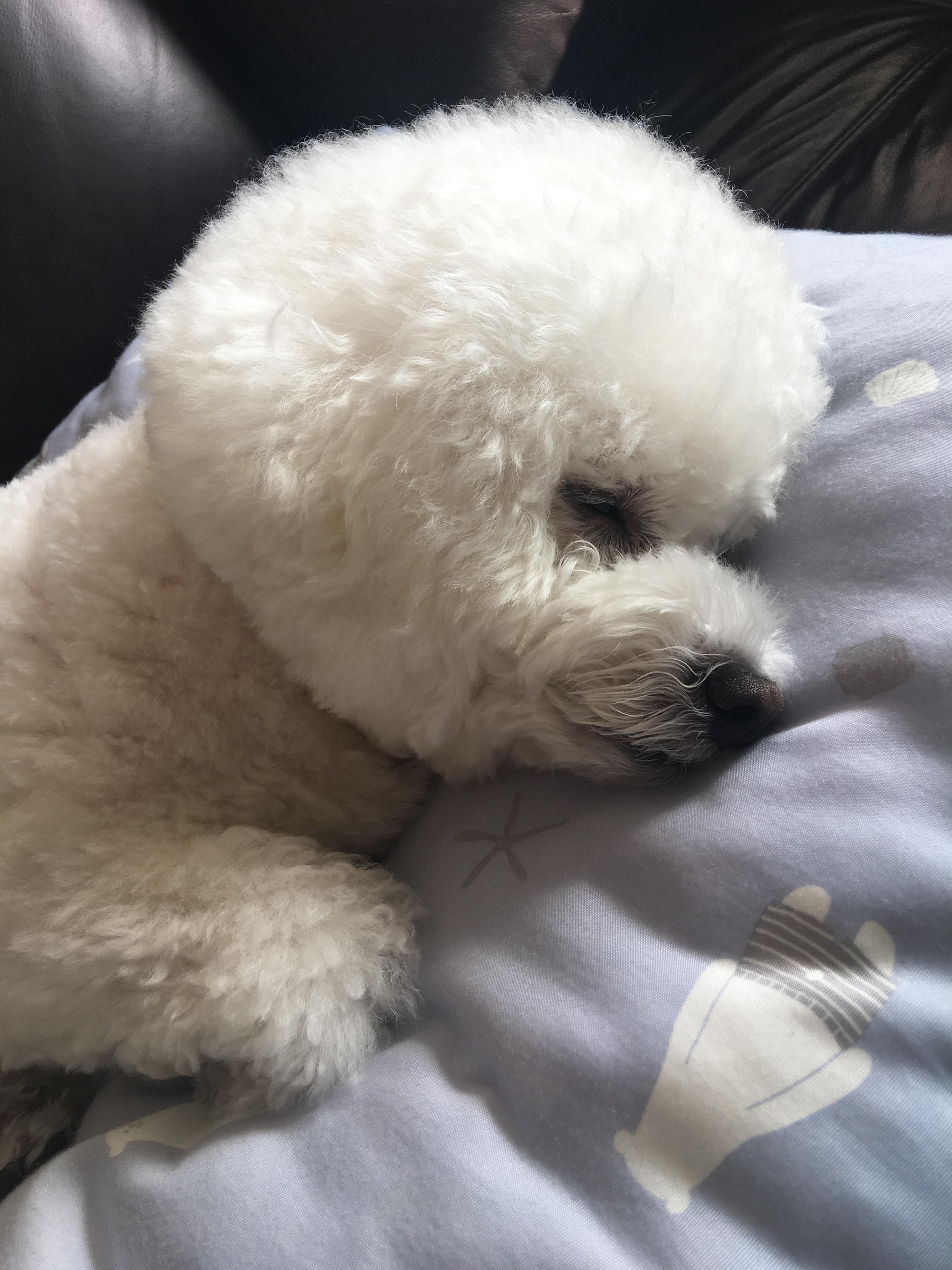 わんにゃんサイトの犬の写真