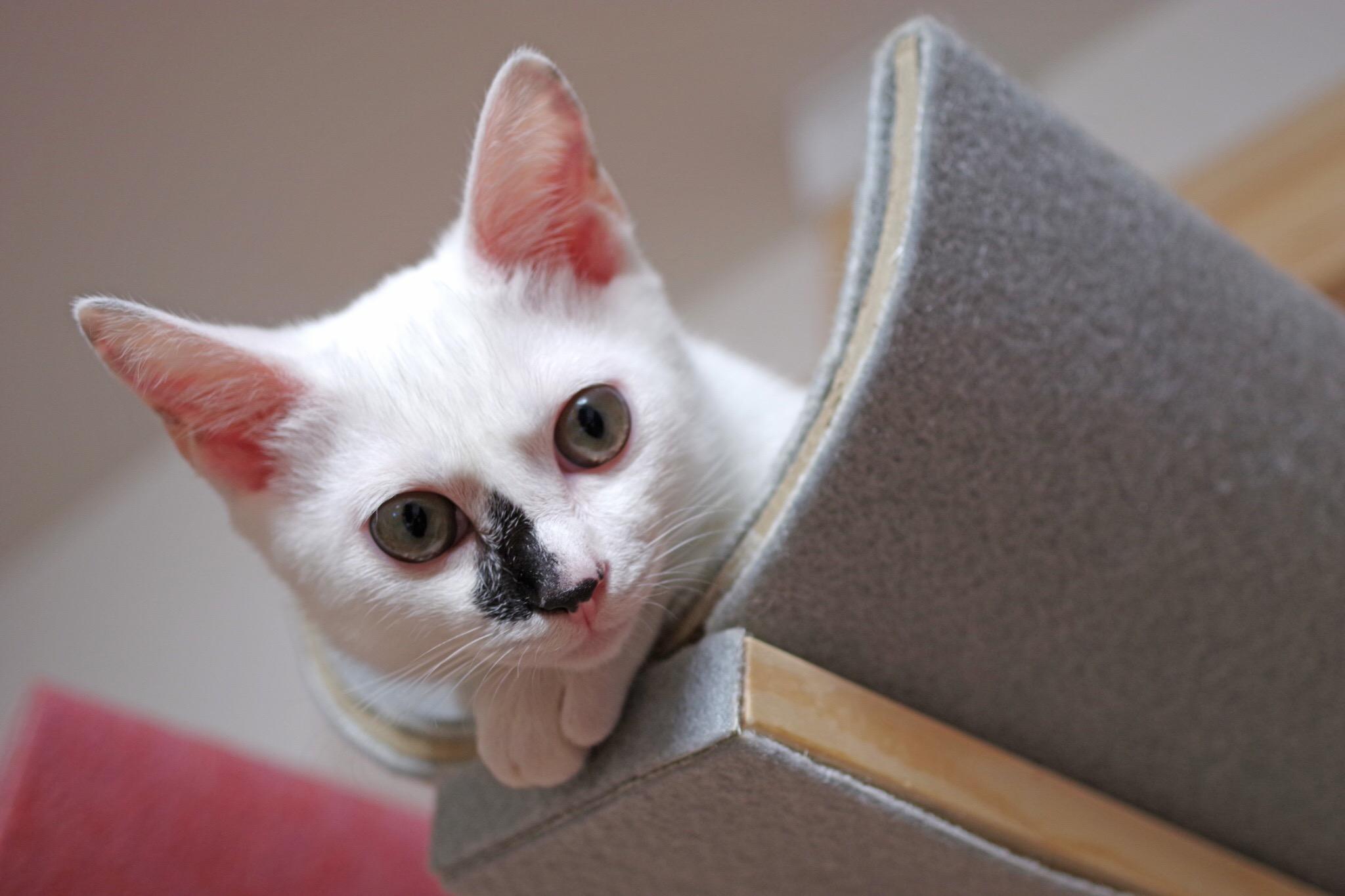 わんにゃんサイトの猫の写真