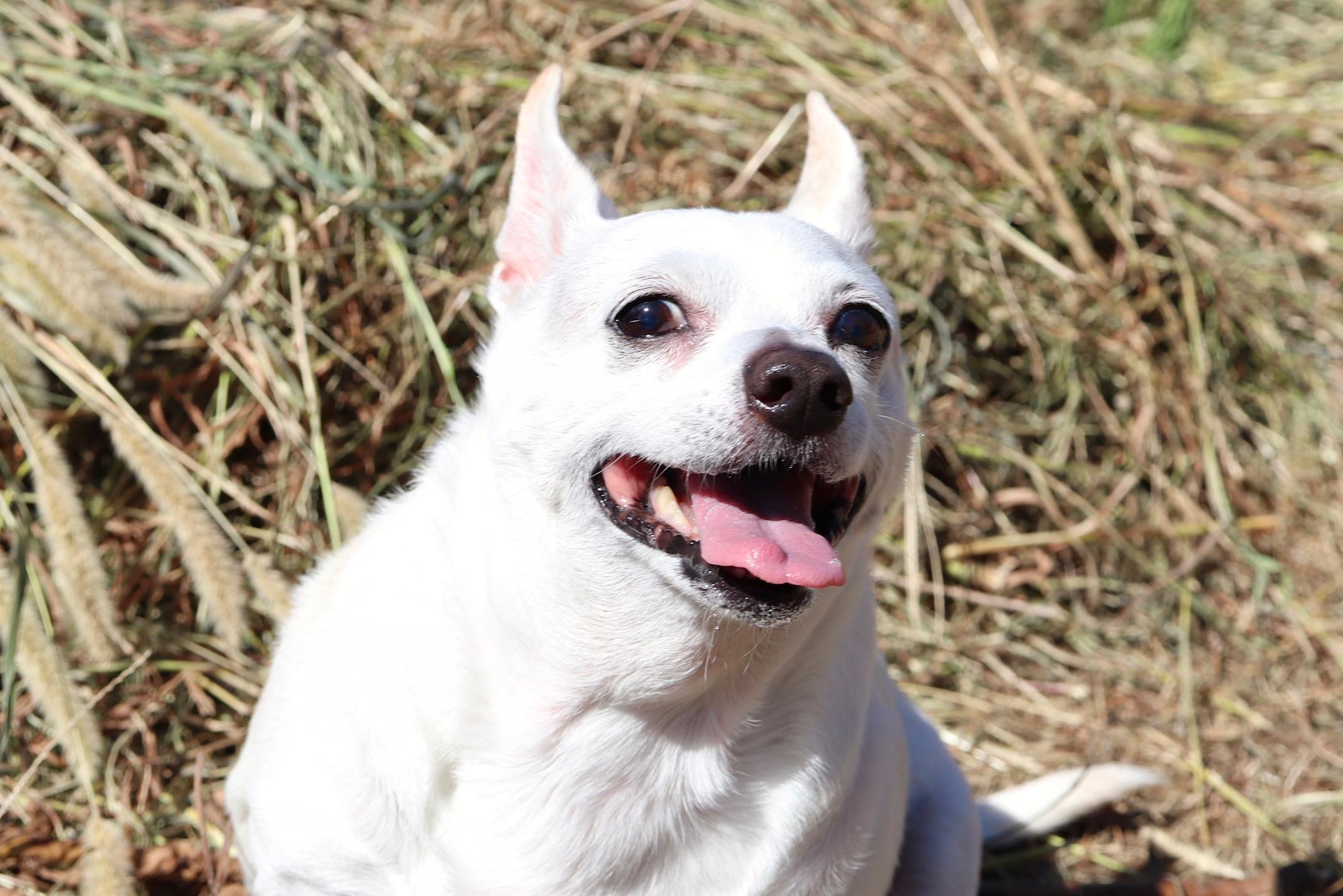 わんにゃんサイトの犬の写真