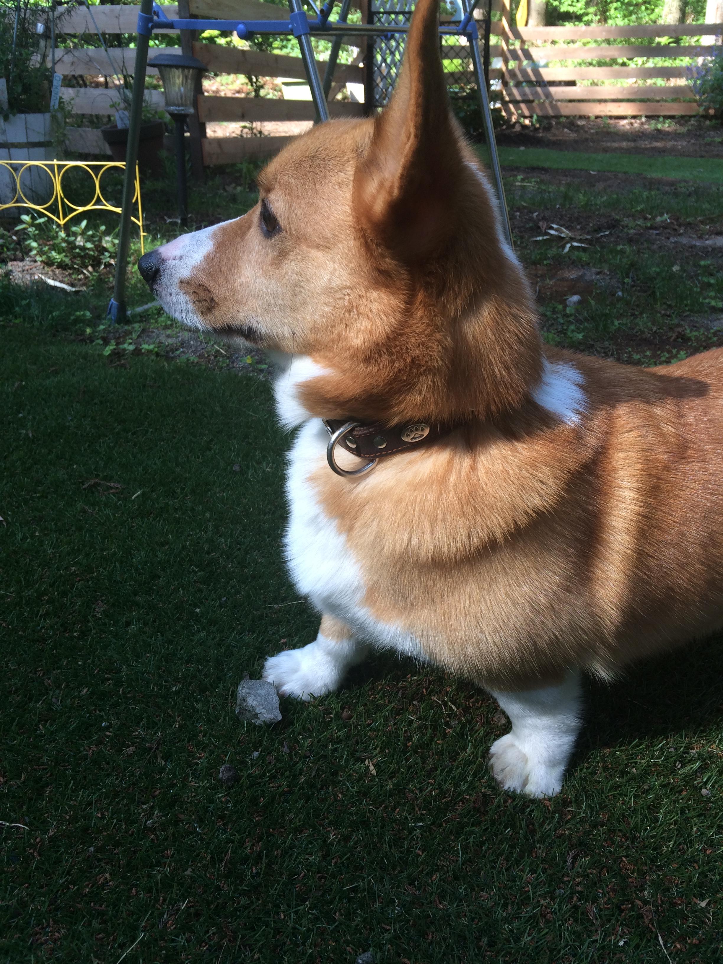 わんにゃんサイトの犬の写真