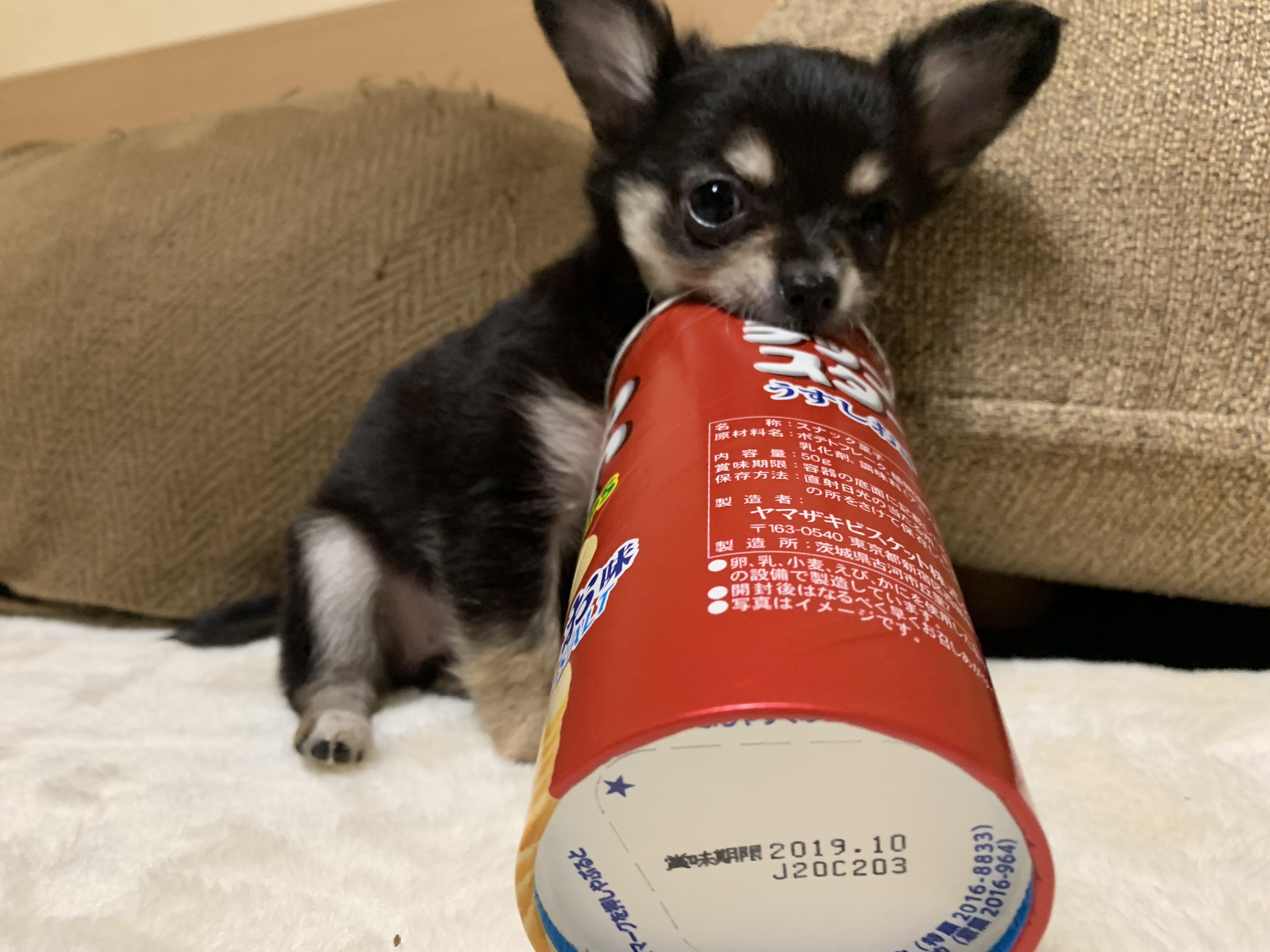 わんにゃんサイトの犬の写真