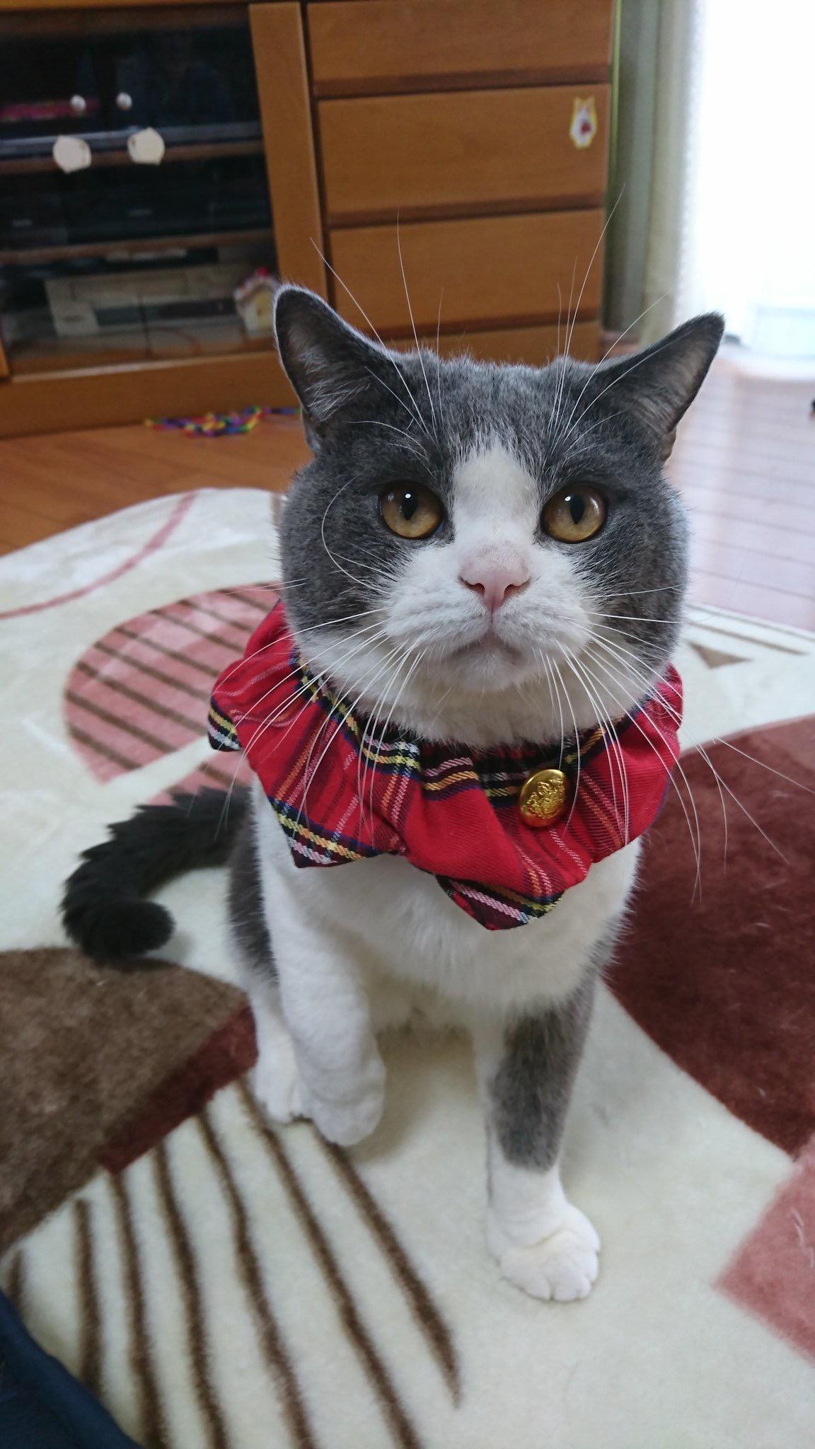 わんにゃんサイトの猫の写真