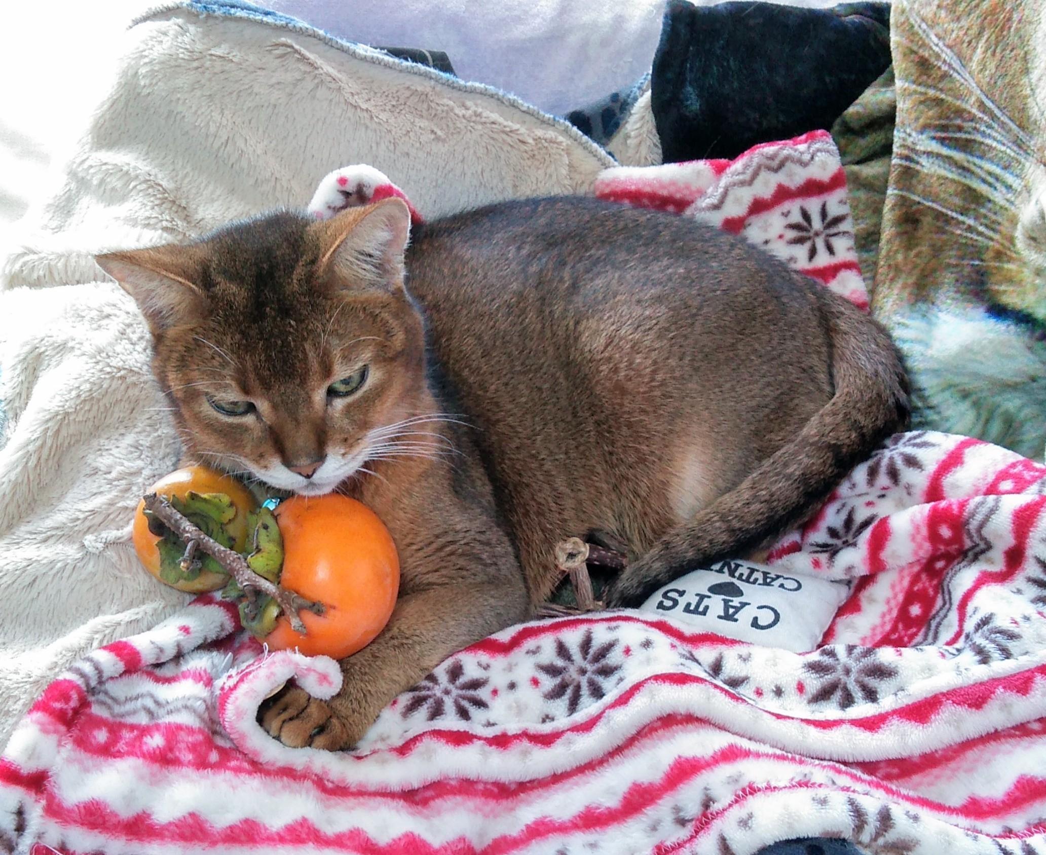 わんにゃんサイトの猫の写真