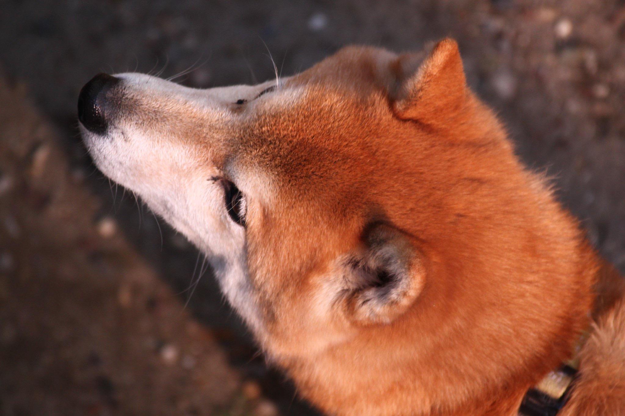 わんにゃんサイトの犬の写真