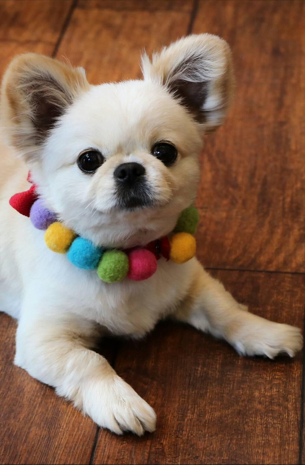 わんにゃんサイトの犬の写真