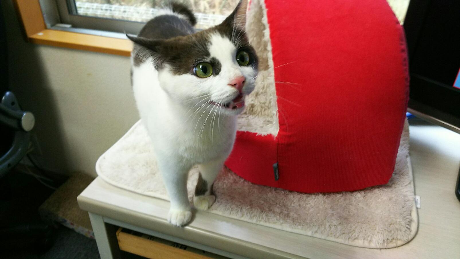 わんにゃんサイトの猫の写真