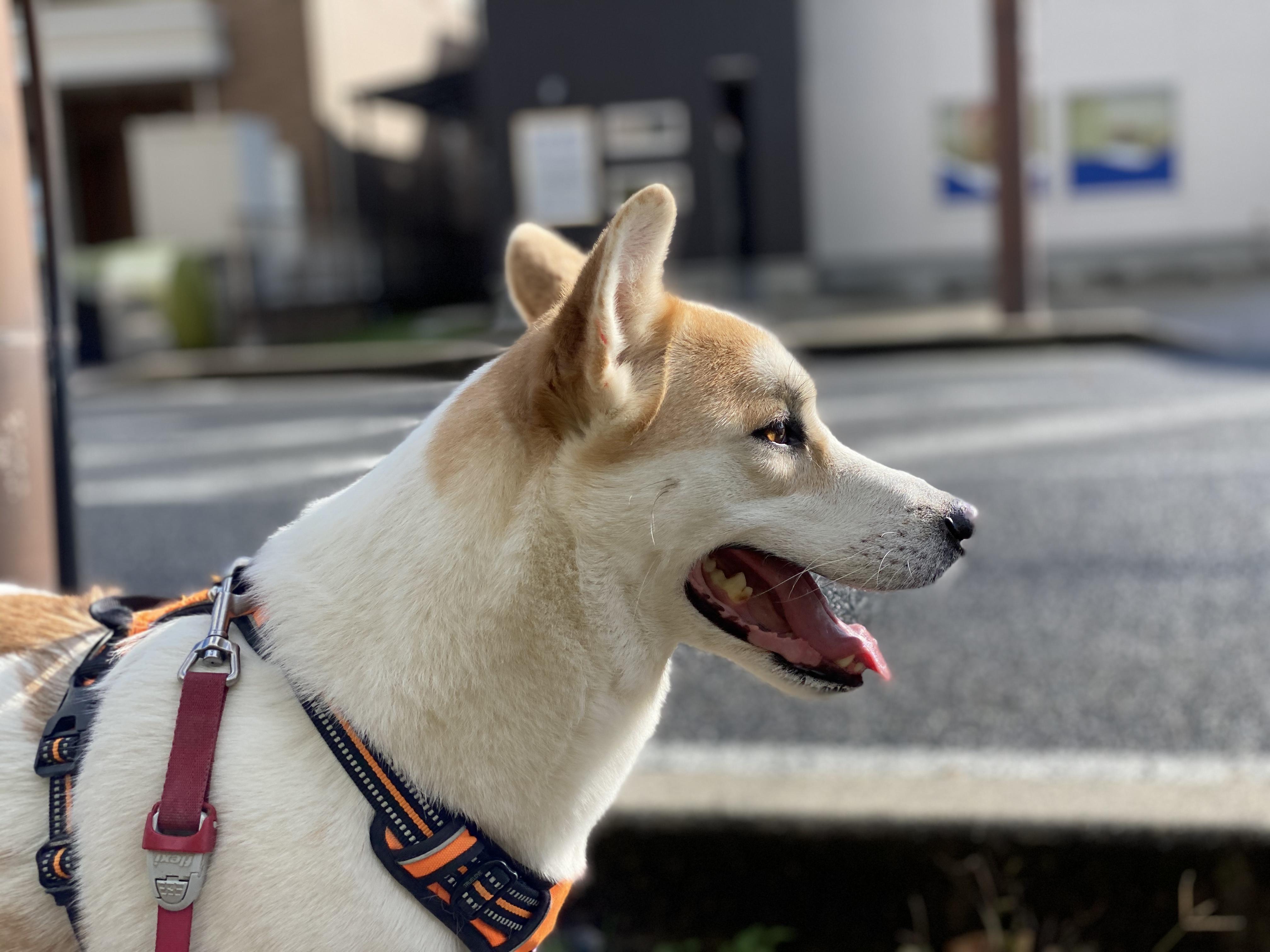 わんにゃんサイトの犬の写真