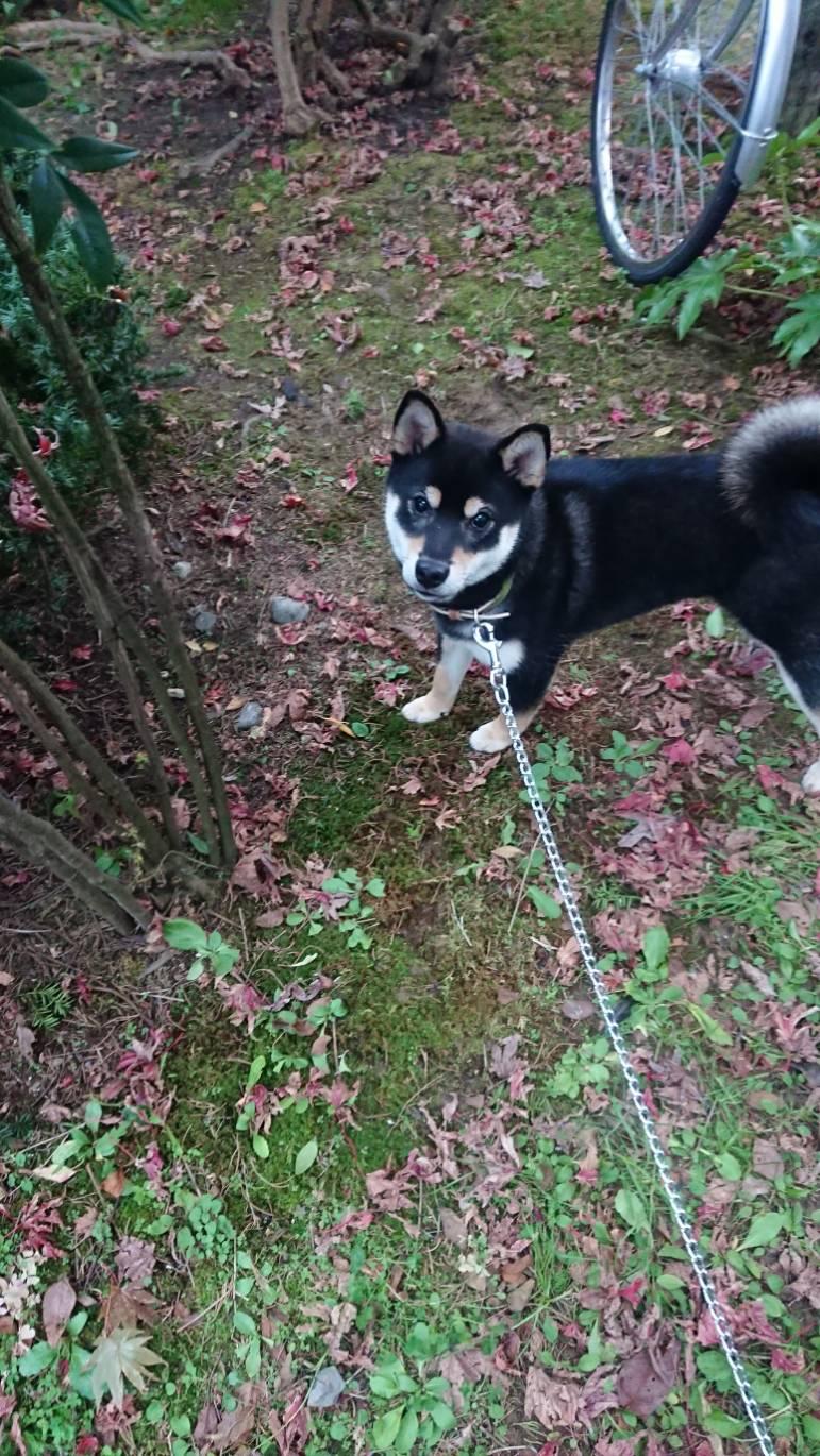 わんにゃんサイトの犬の写真