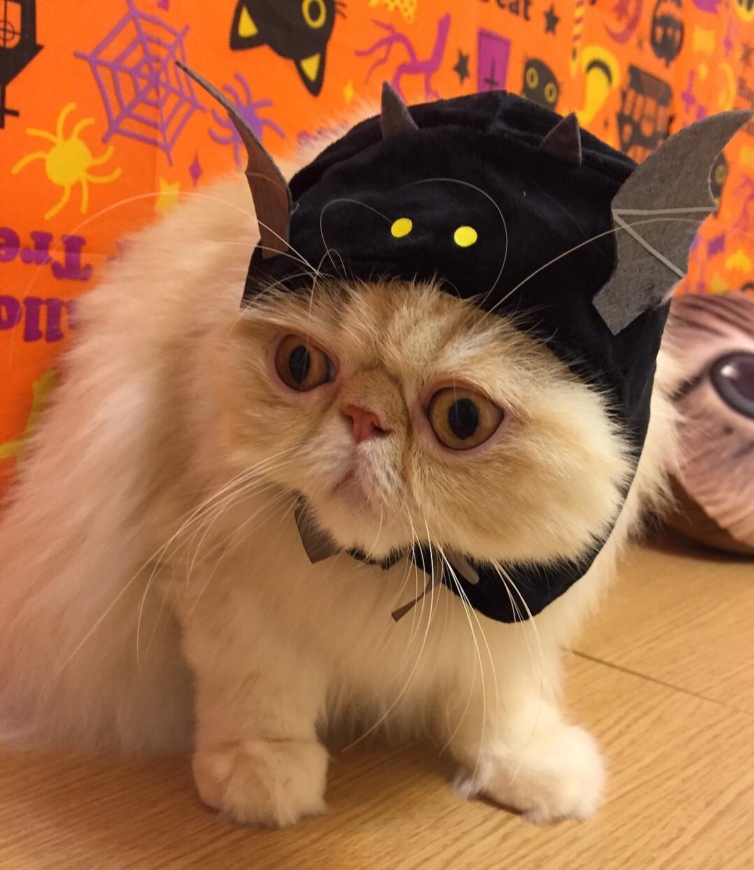 わんにゃんサイトの猫の写真