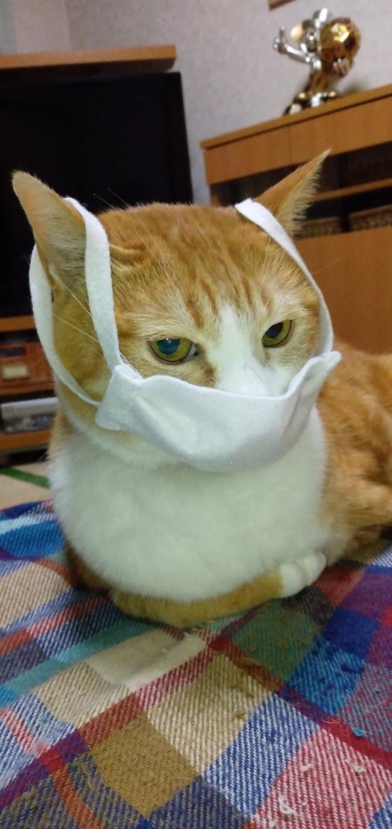 わんにゃんサイトの猫の写真