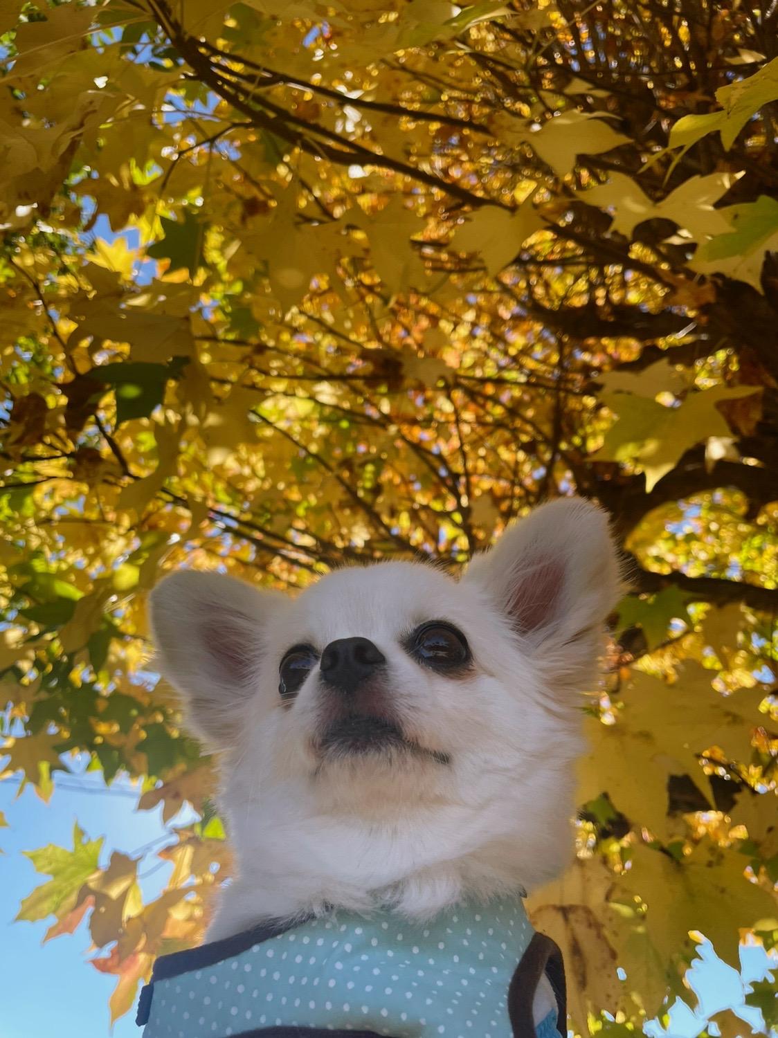 わんにゃんサイトの犬の写真