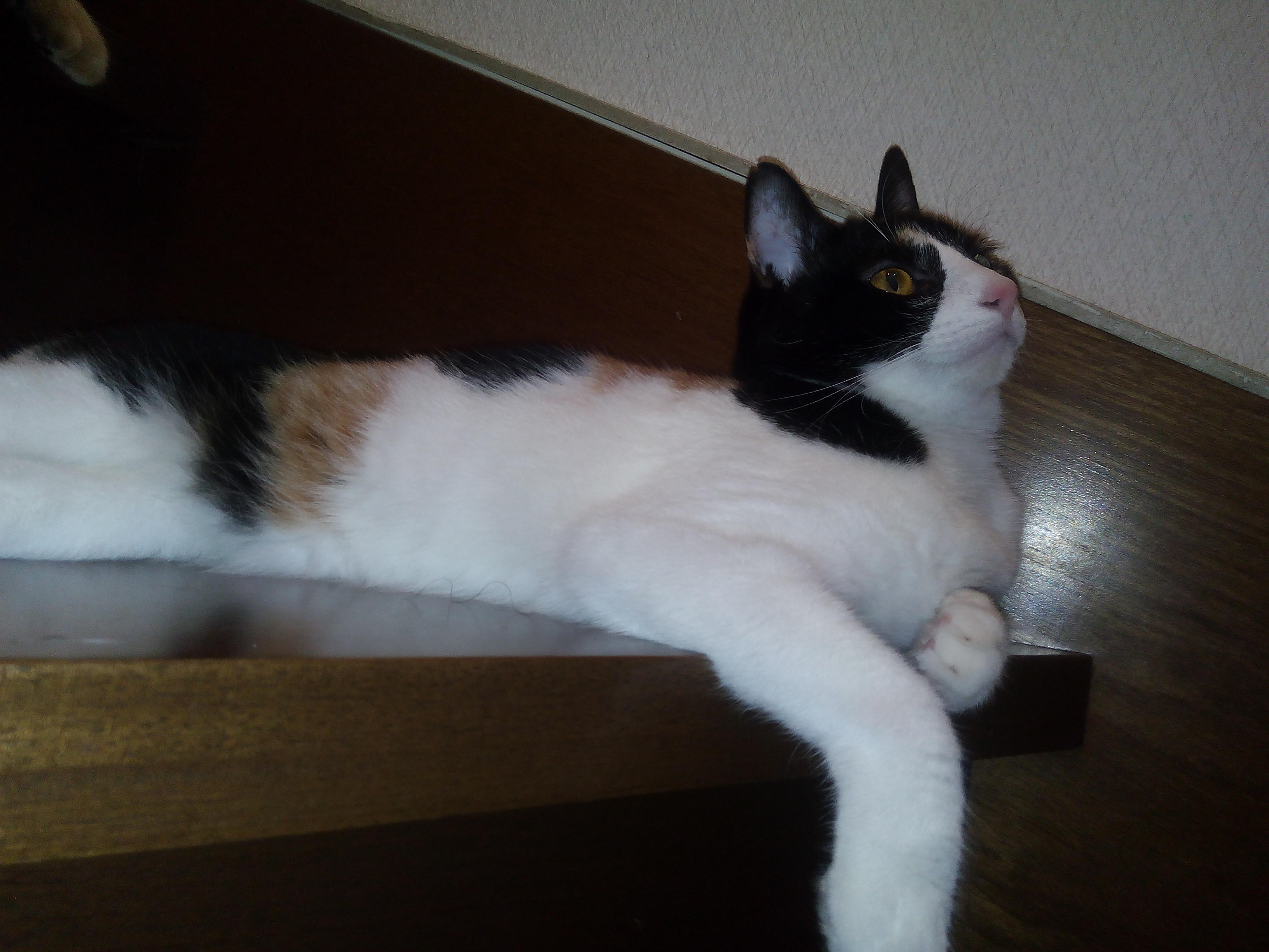 わんにゃんサイトの猫の写真