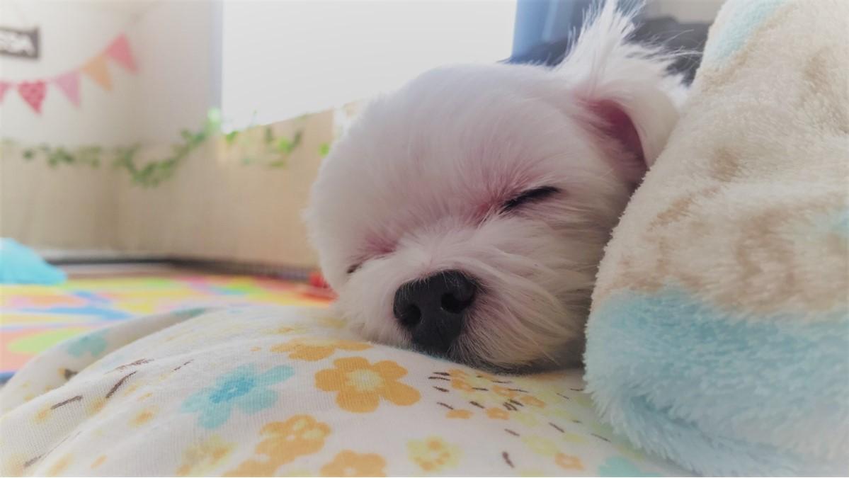 わんにゃんサイトの犬の写真