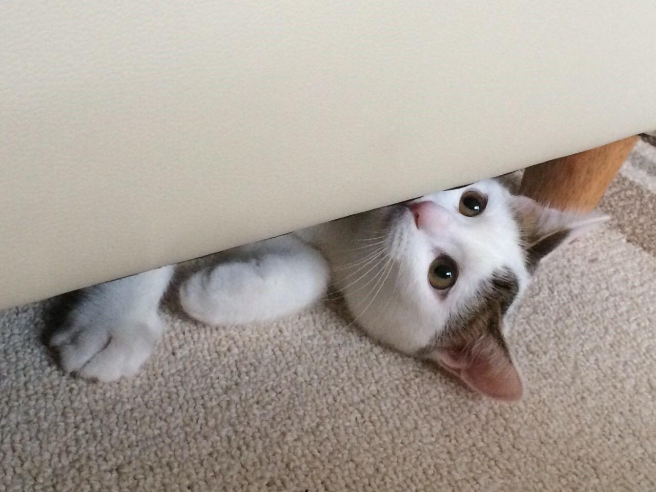 わんにゃんサイトの猫の写真