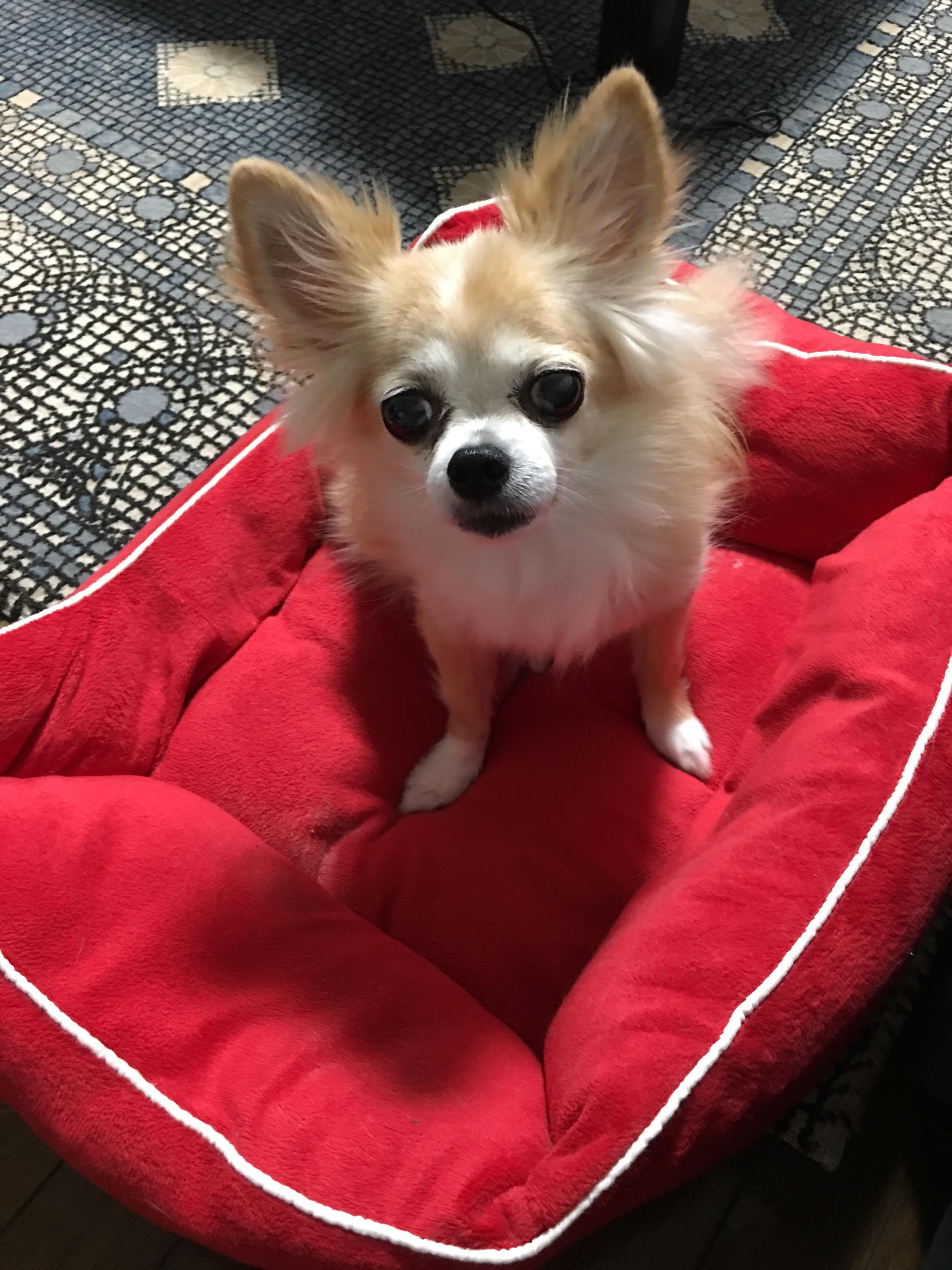 わんにゃんサイトの犬の写真