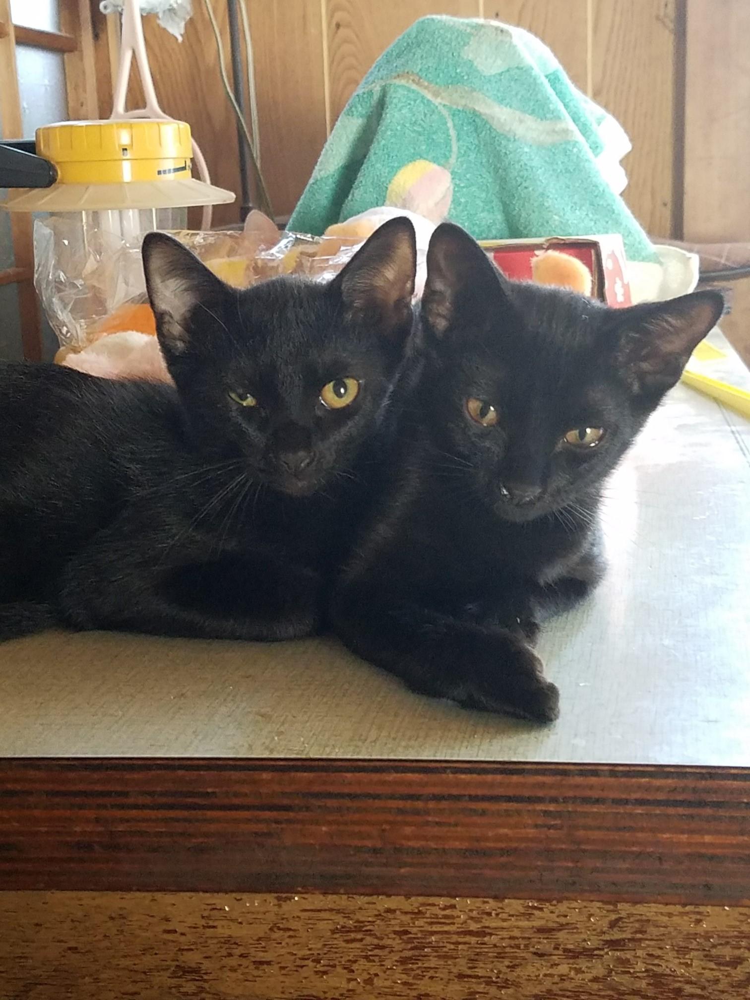 わんにゃんサイトの猫の写真