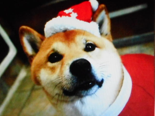 わんにゃんサイトの犬の写真