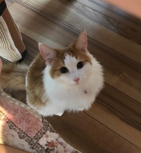 わんにゃんサイトの猫の写真