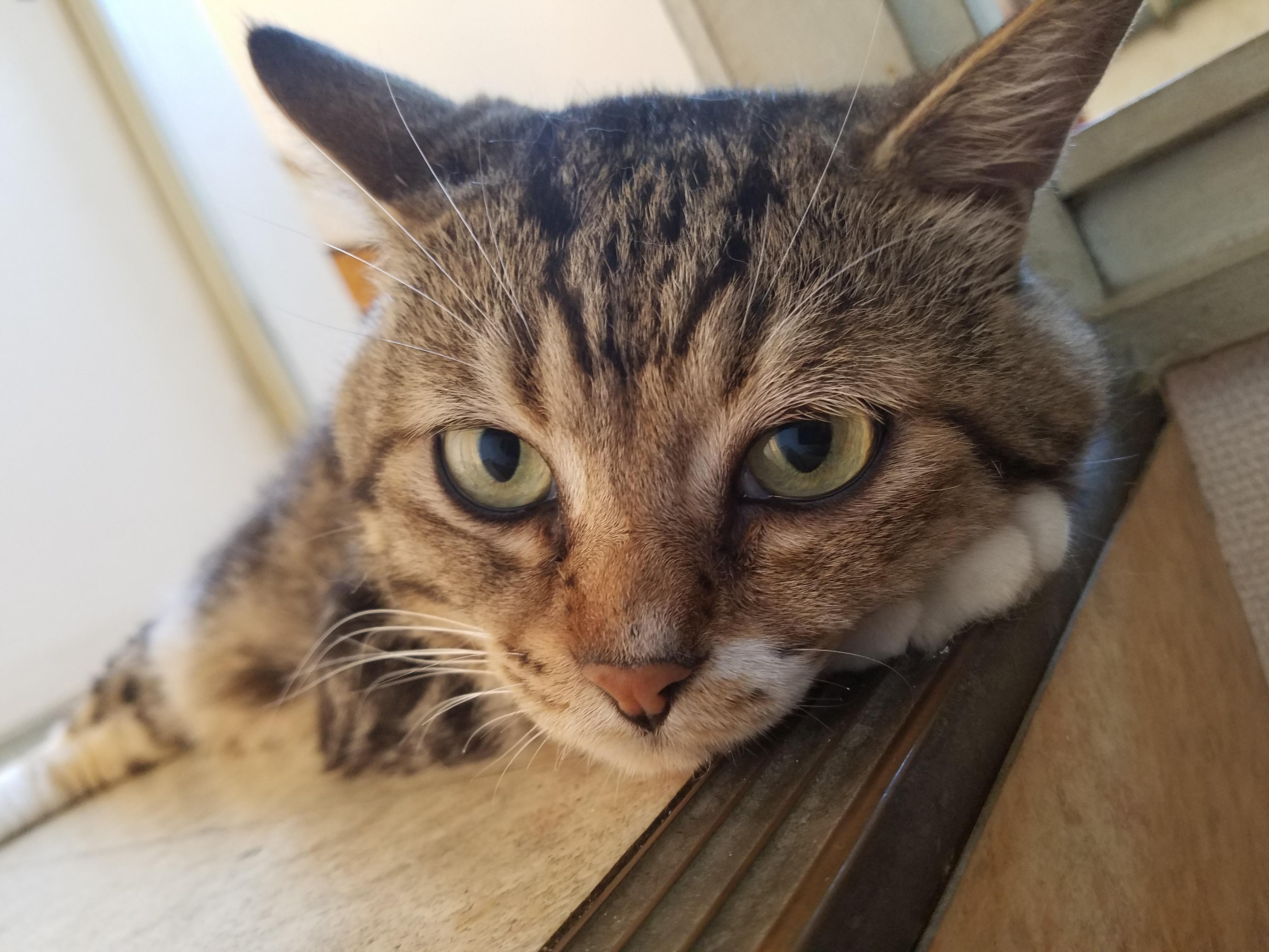 わんにゃんサイトの猫の写真