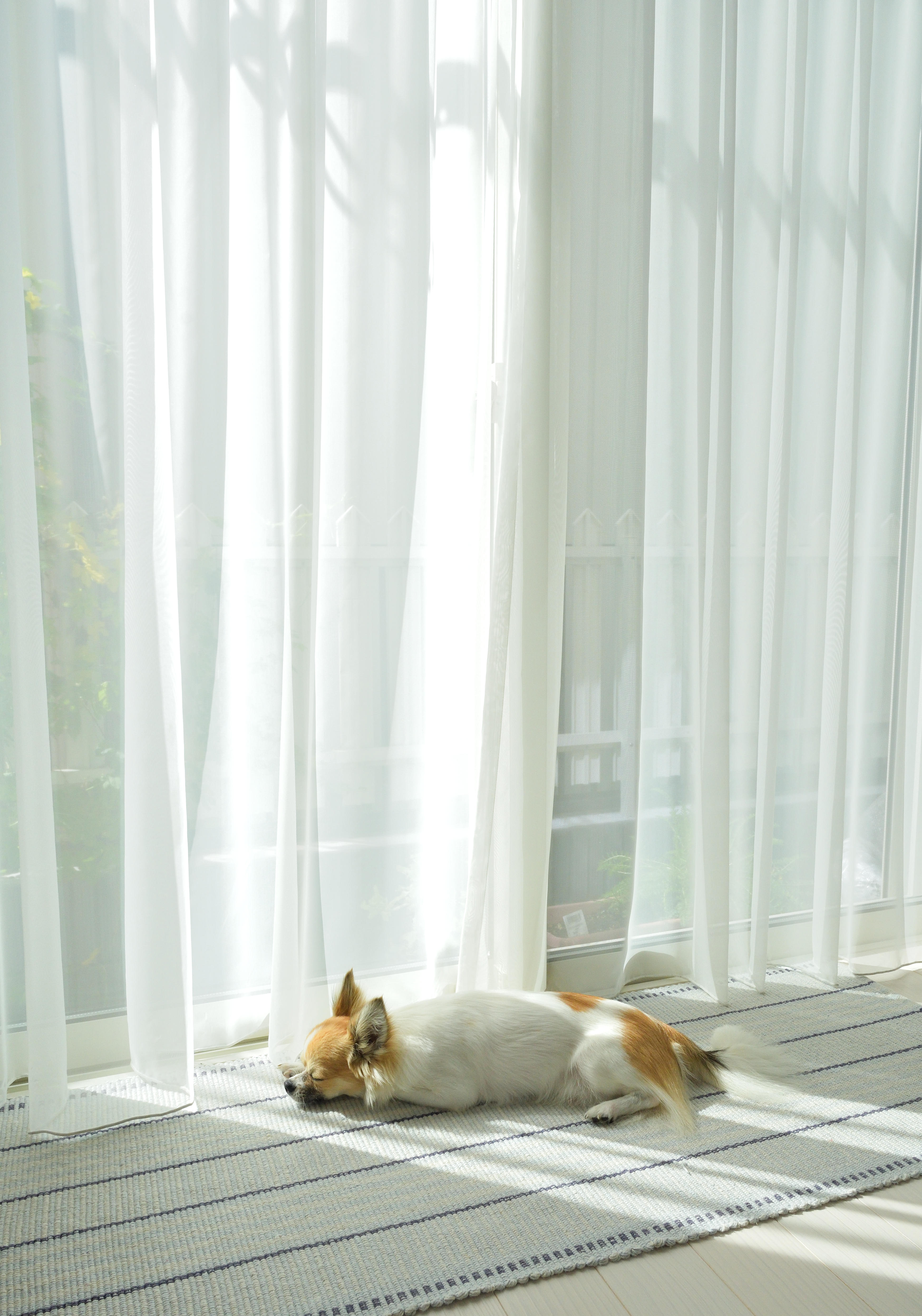 わんにゃんサイトの犬の写真