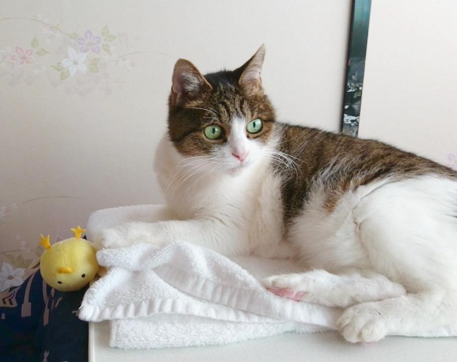 わんにゃんサイトの猫の写真