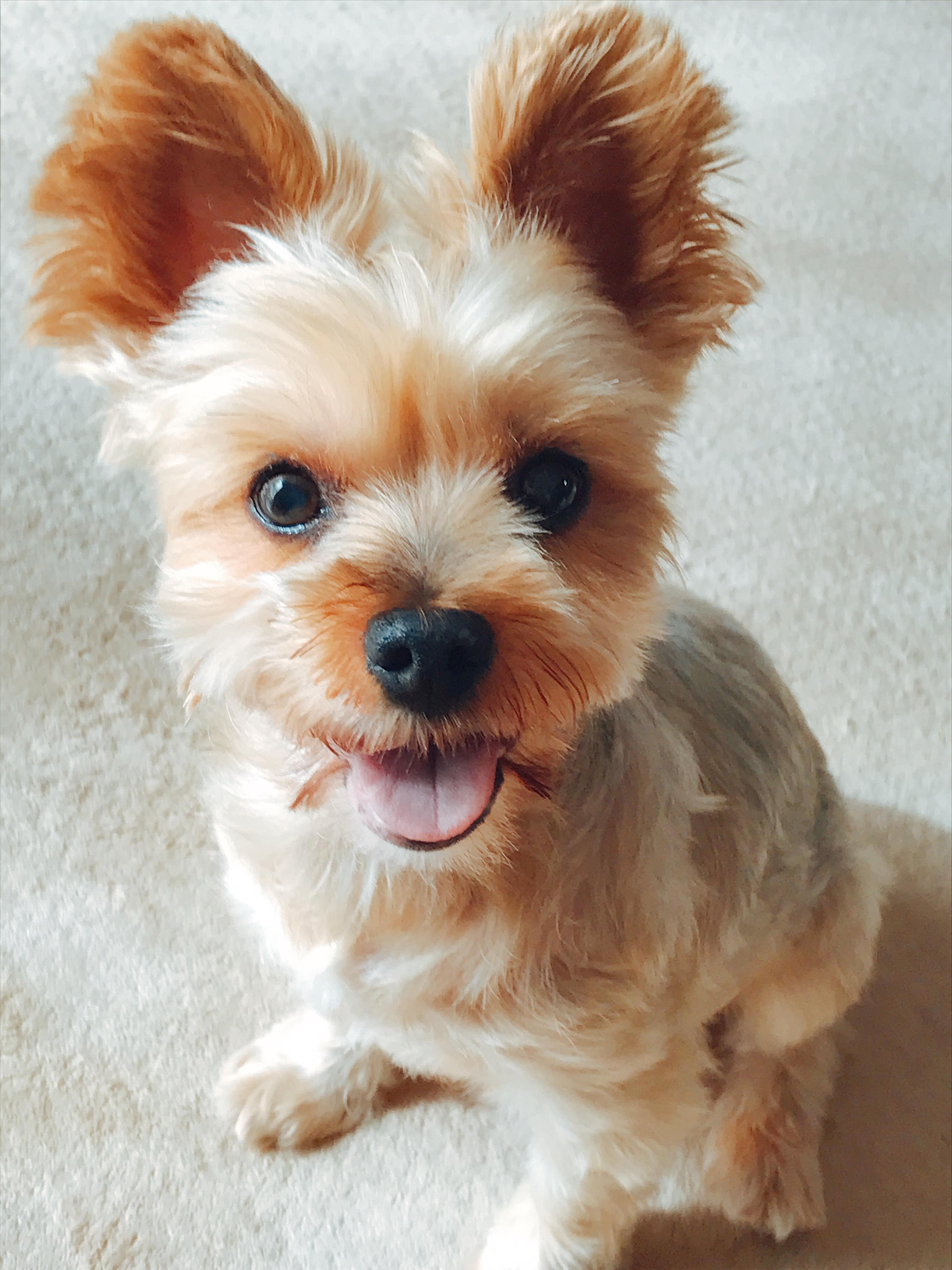 わんにゃんサイトの犬の写真